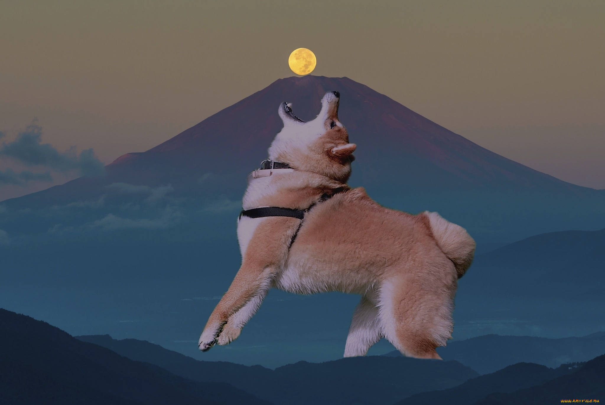 животные, собаки, собака, взгляд, луна, гора