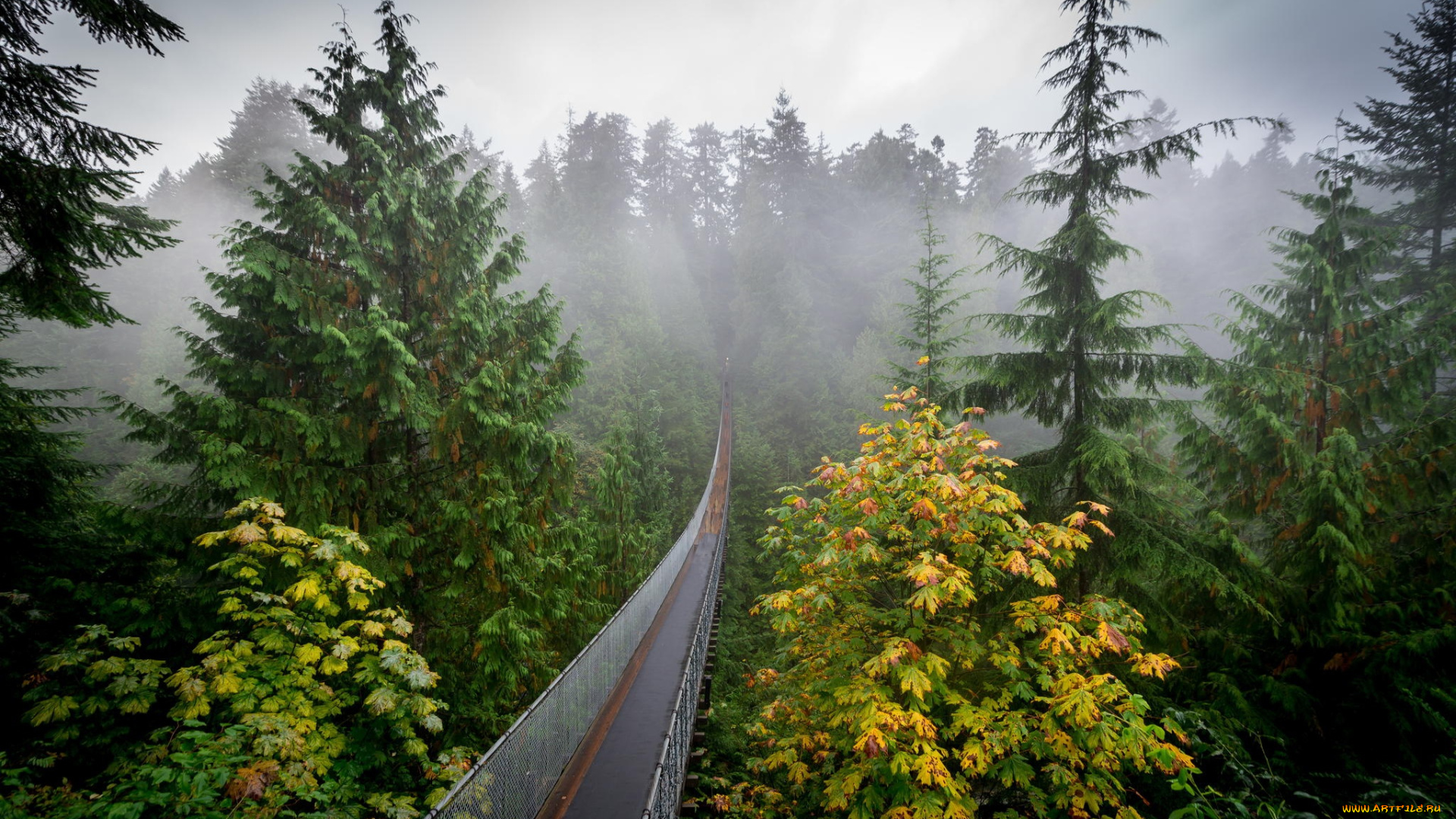 природа, дороги, туман, осень, лес, мостик, дымка