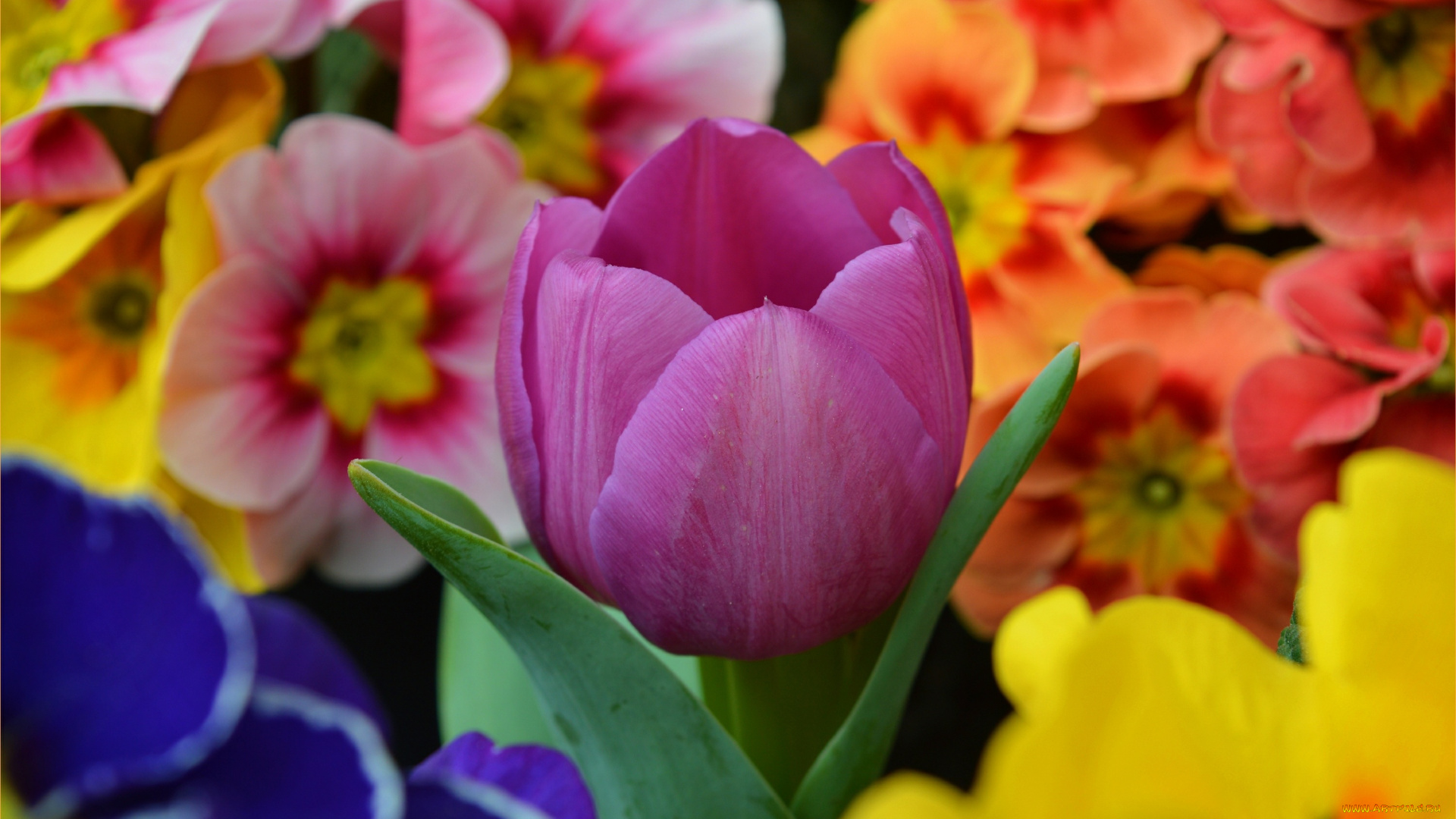 цветы, разные, вместе, весна, тюльпан, flowers, spring, tulip, примула, purple, фиолетовый, primrose