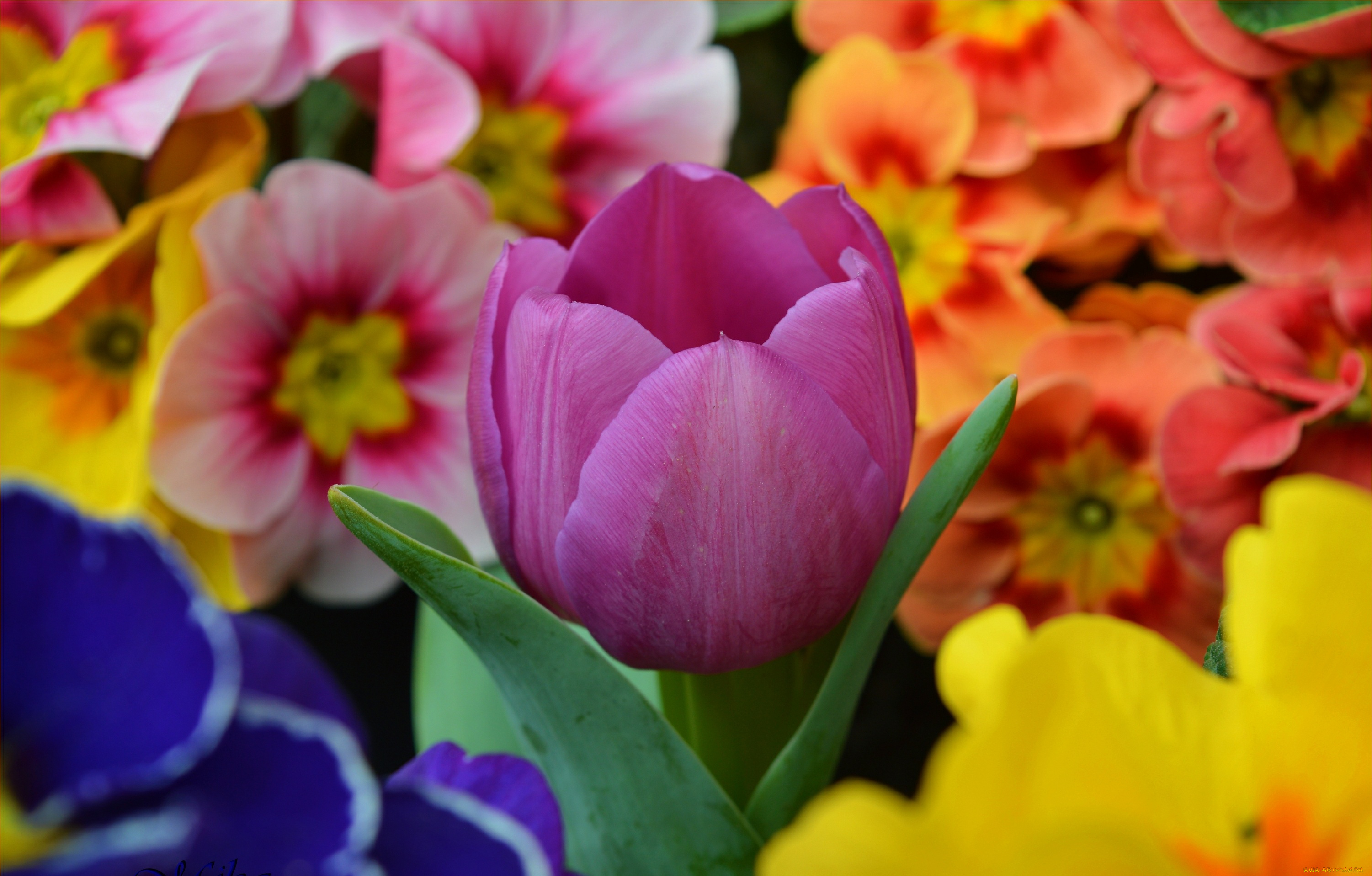 цветы, разные, вместе, весна, тюльпан, flowers, spring, tulip, примула, purple, фиолетовый, primrose
