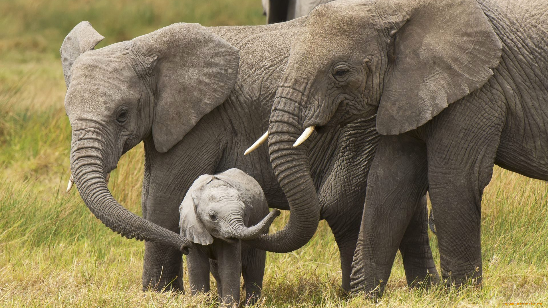 животные, слоны, слон, слоновые, хоботные, млекопитающие, слонёнок