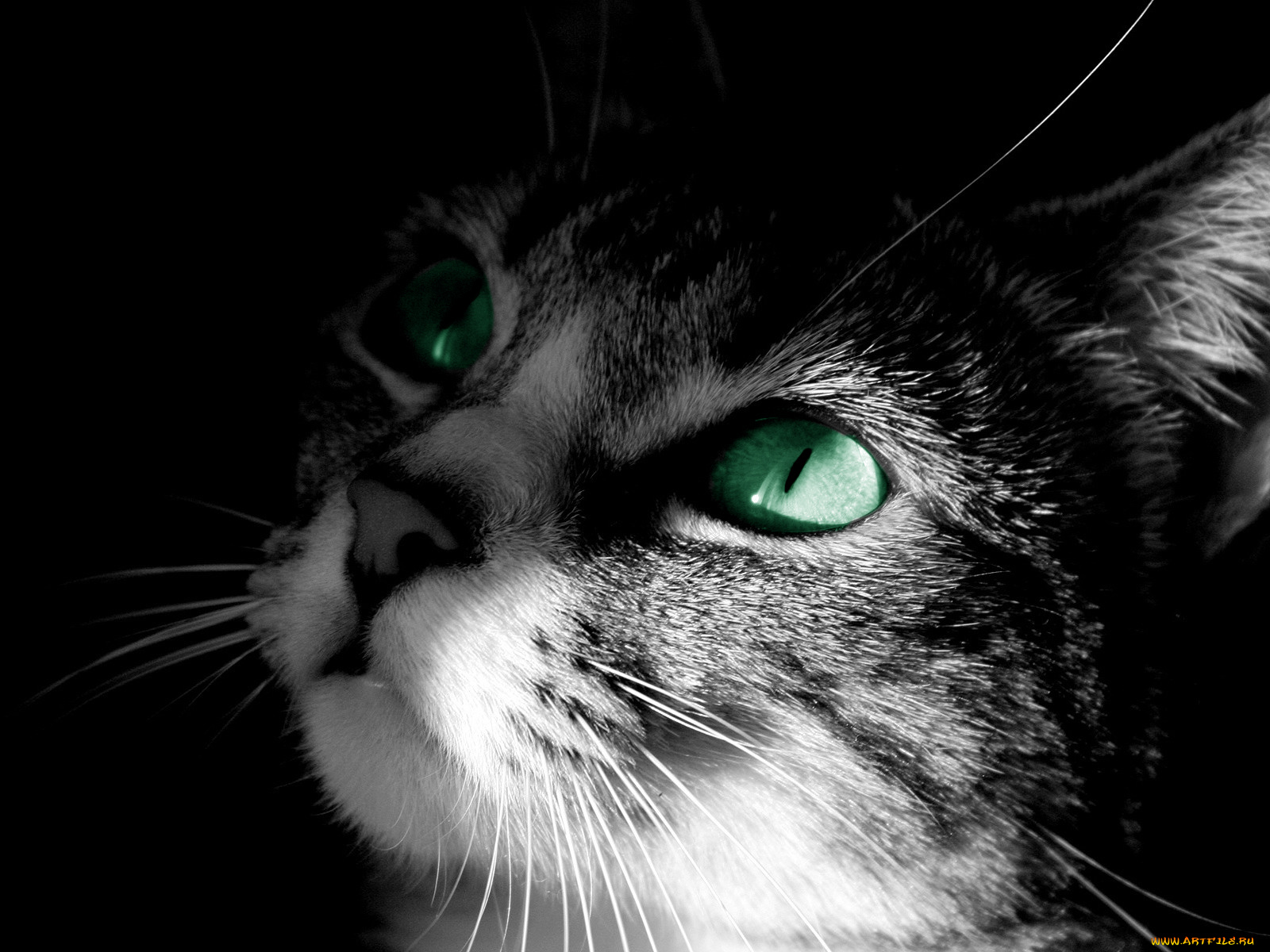 зеленоглазый, кот, животные, коты, зелёные, глаза, мило