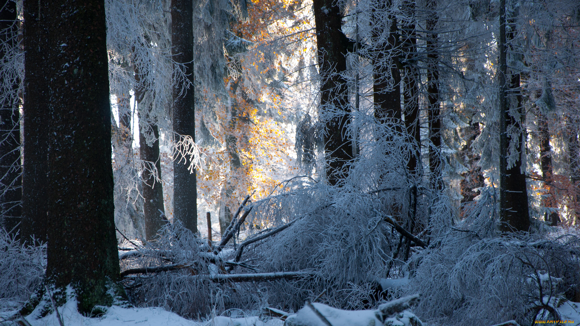природа, лес, снег, деревья, зима