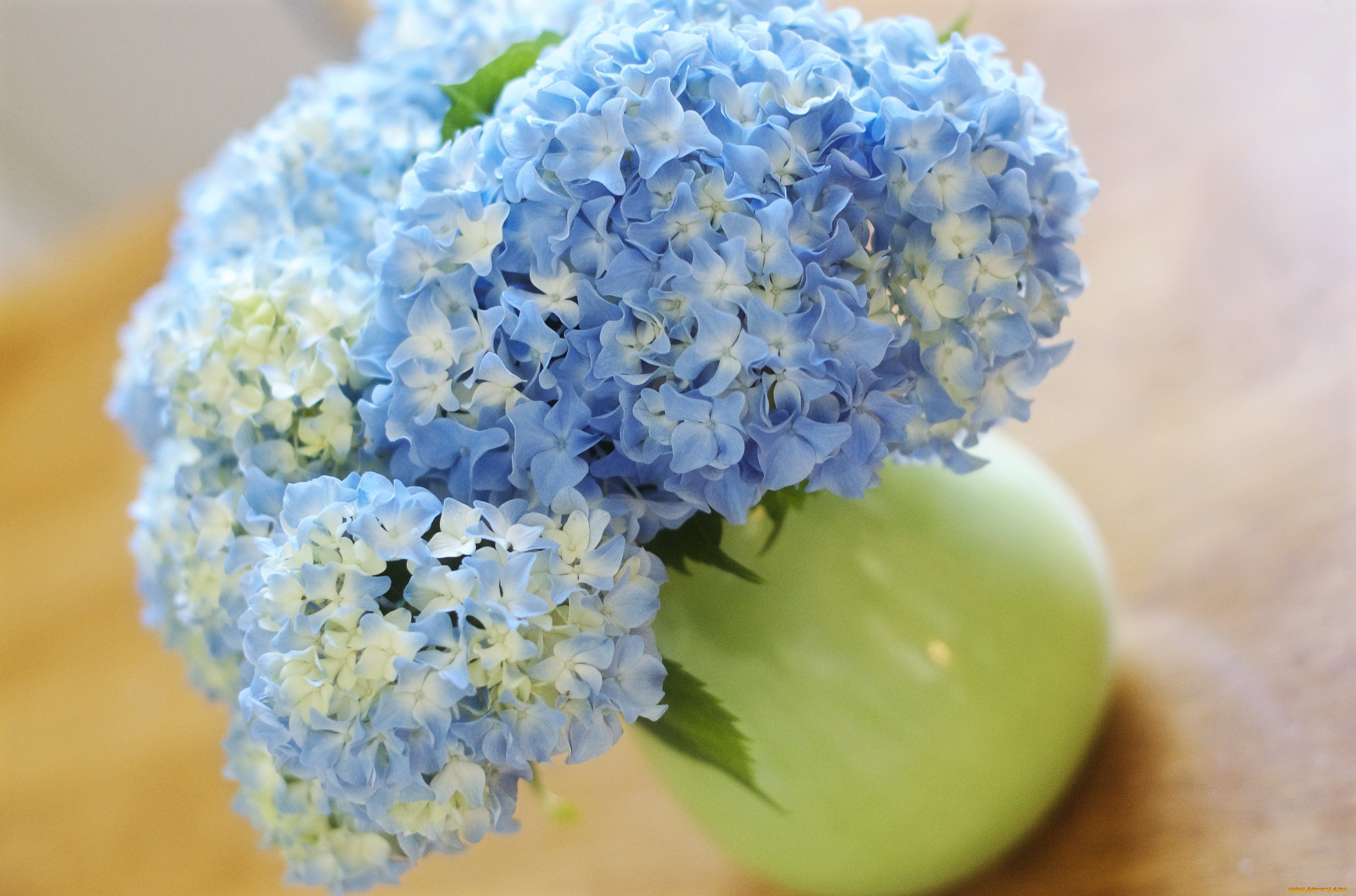 цветы, гортензия, голубой