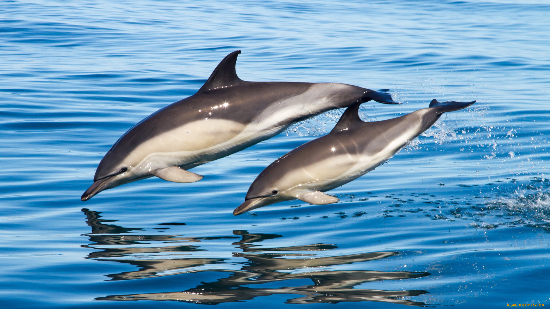 животные, дельфины, вода, море, семья, пара