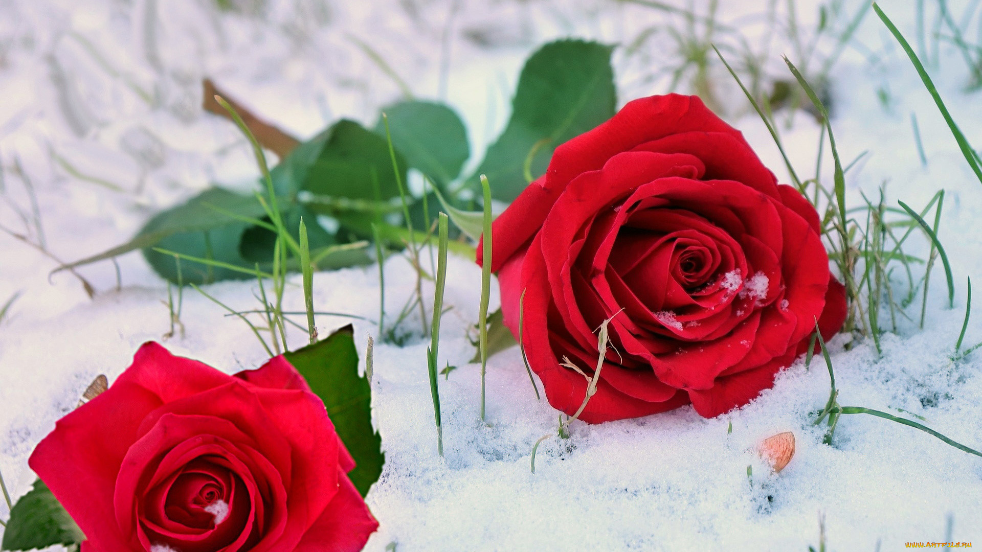 цветы, розы, алые, снег