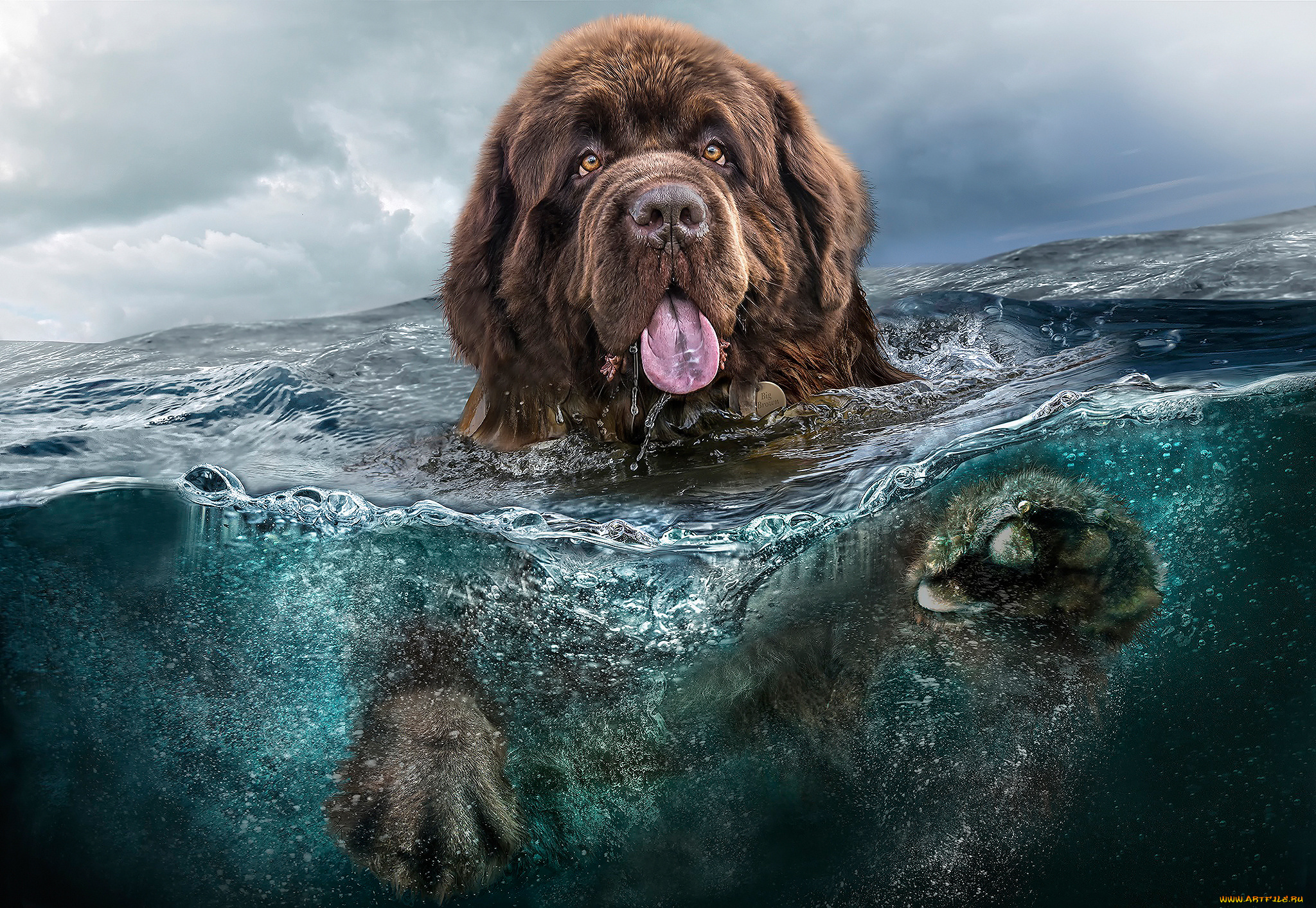 животные, собаки, большой, коричневый, ньюфаундленд, вода, пес