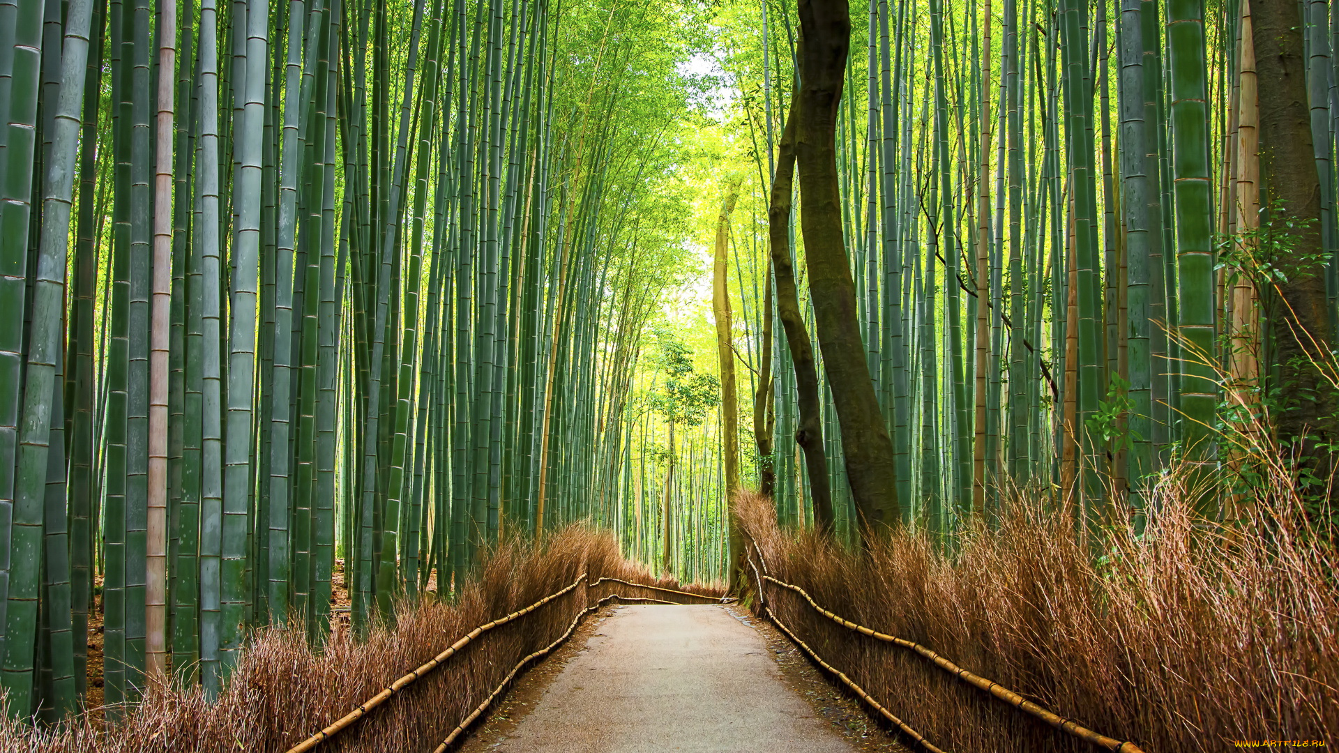 природа, дороги, бамбук, лес, дорога