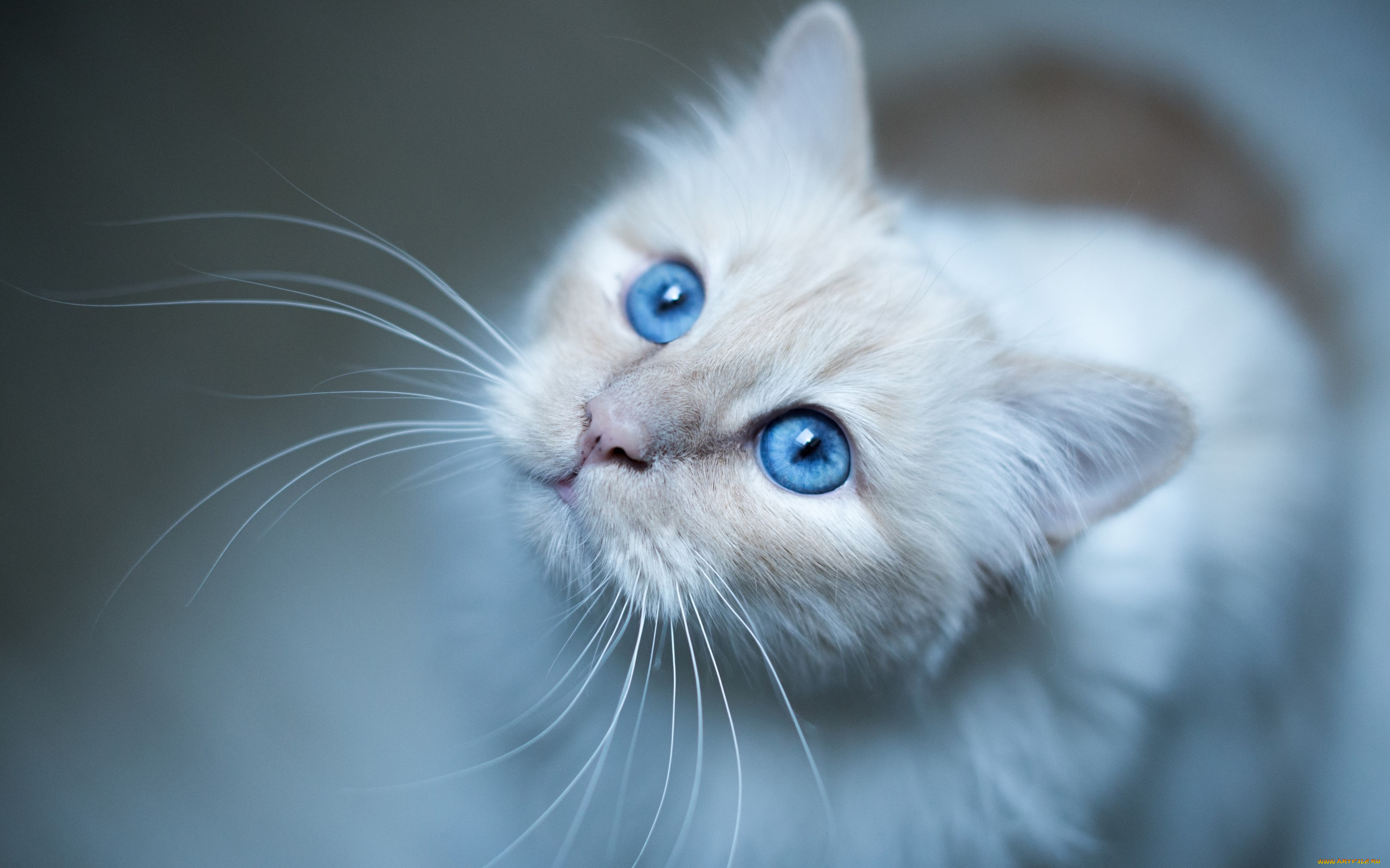 животные, коты, взгляд, усы, мордочка, голубые, глаза, бирманская, кошка