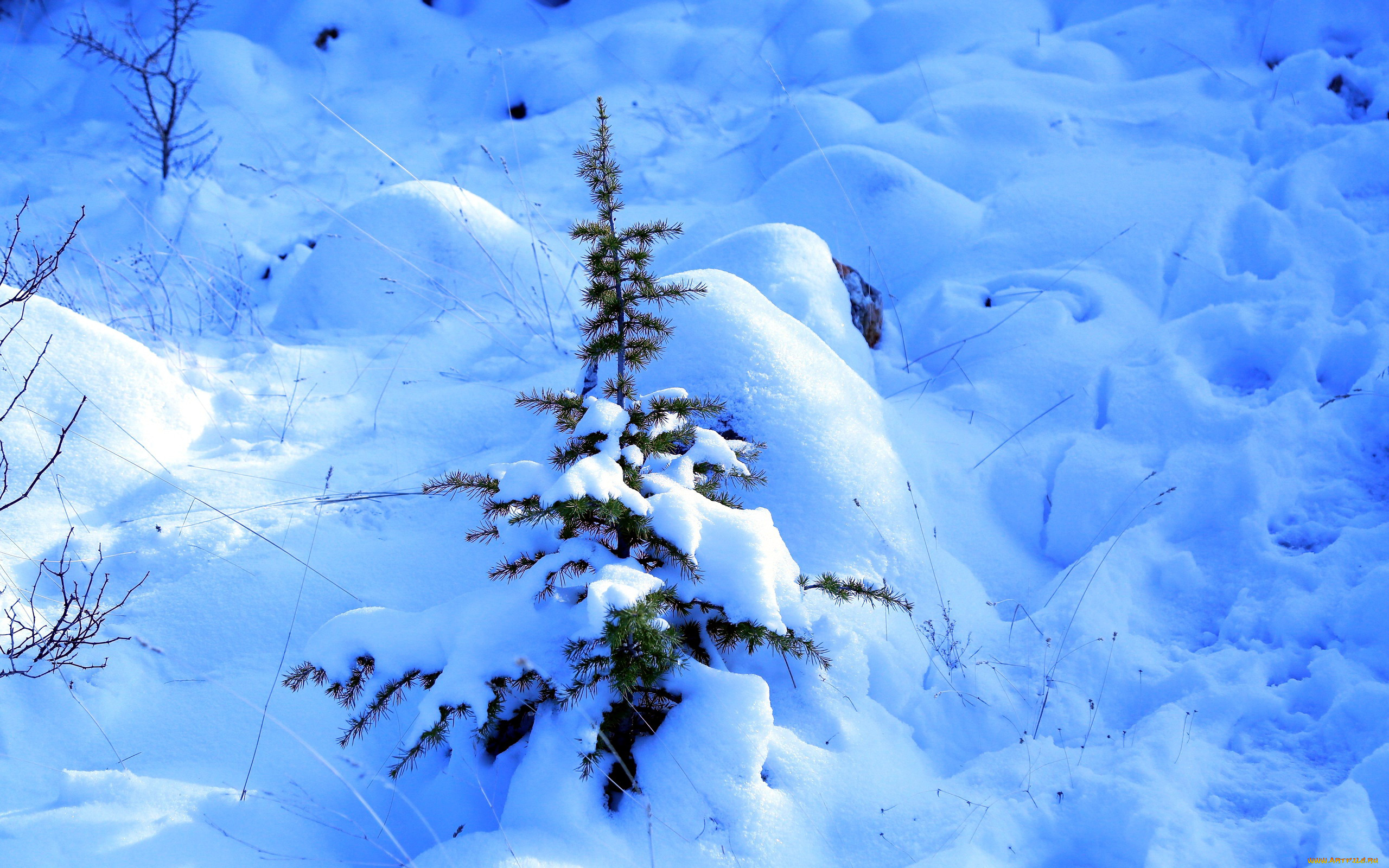 природа, зима, елка, снег, сугробы