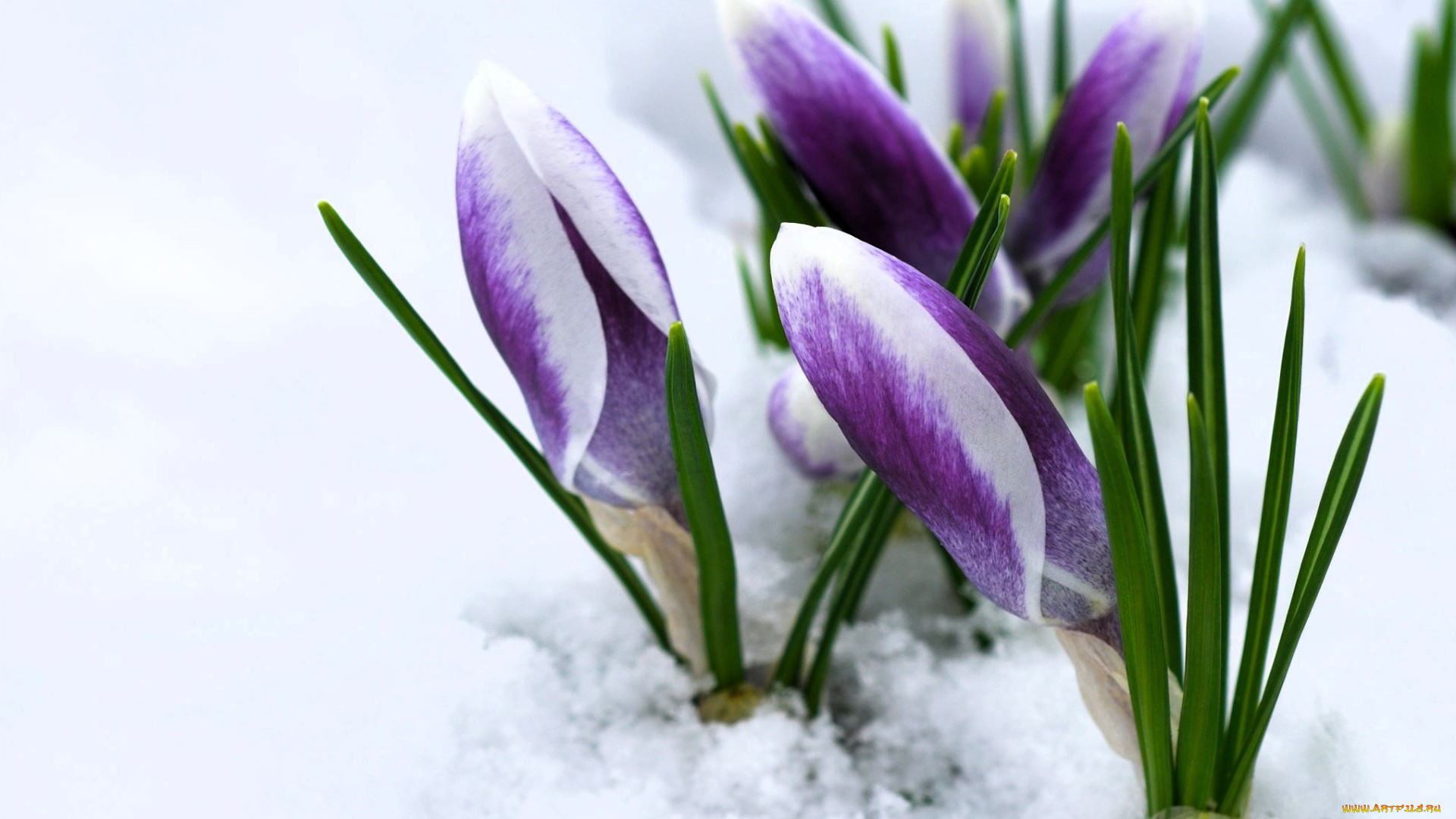 цветы, крокусы, фиолетовые, снег