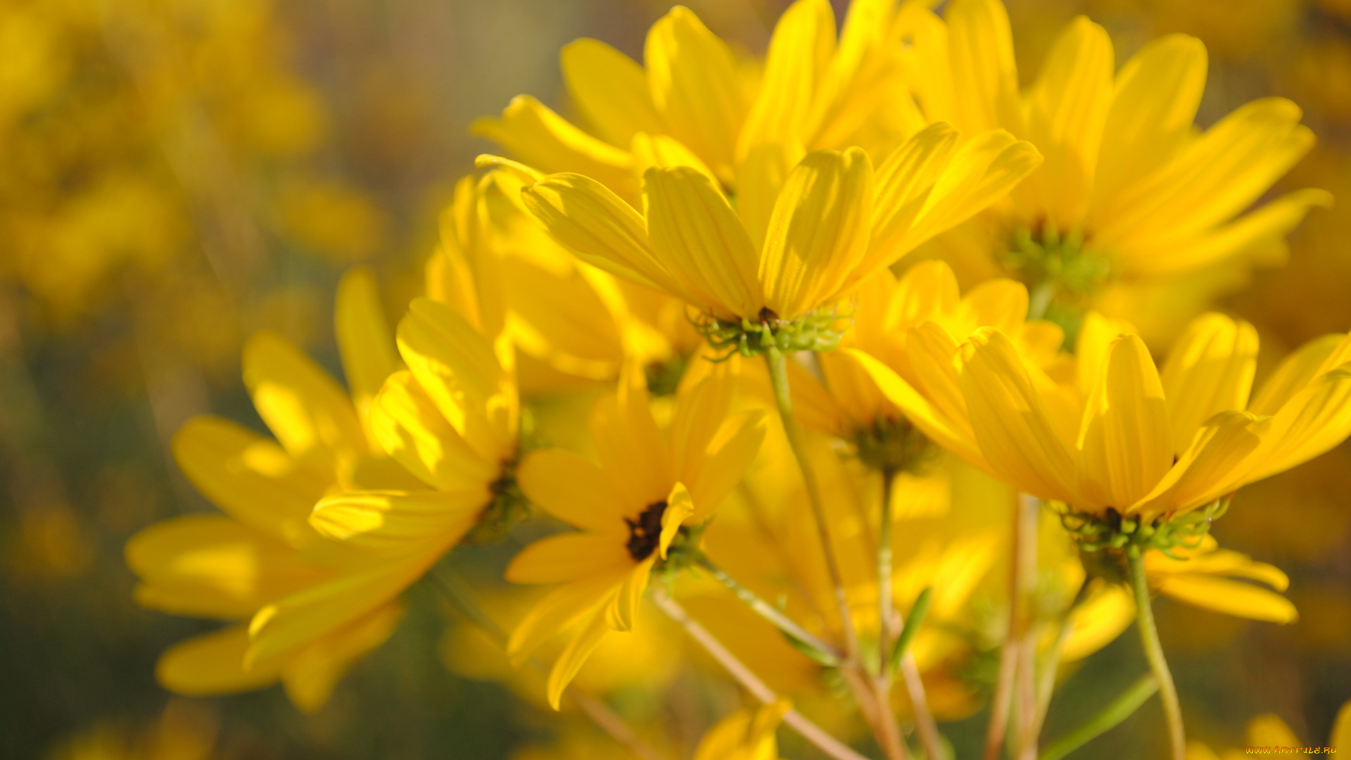 цветы, космея, жёлтая