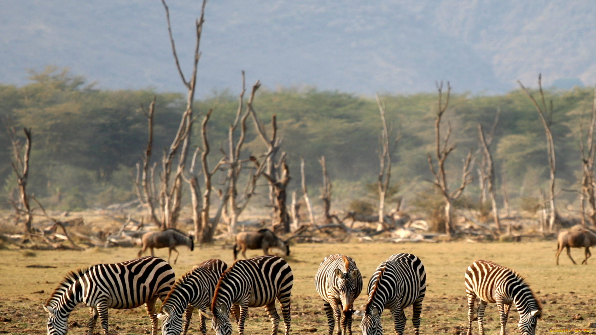 lake, manyara, животные, зебры, саванна, сухостой, африка, антилопы, гну, трава, деревья