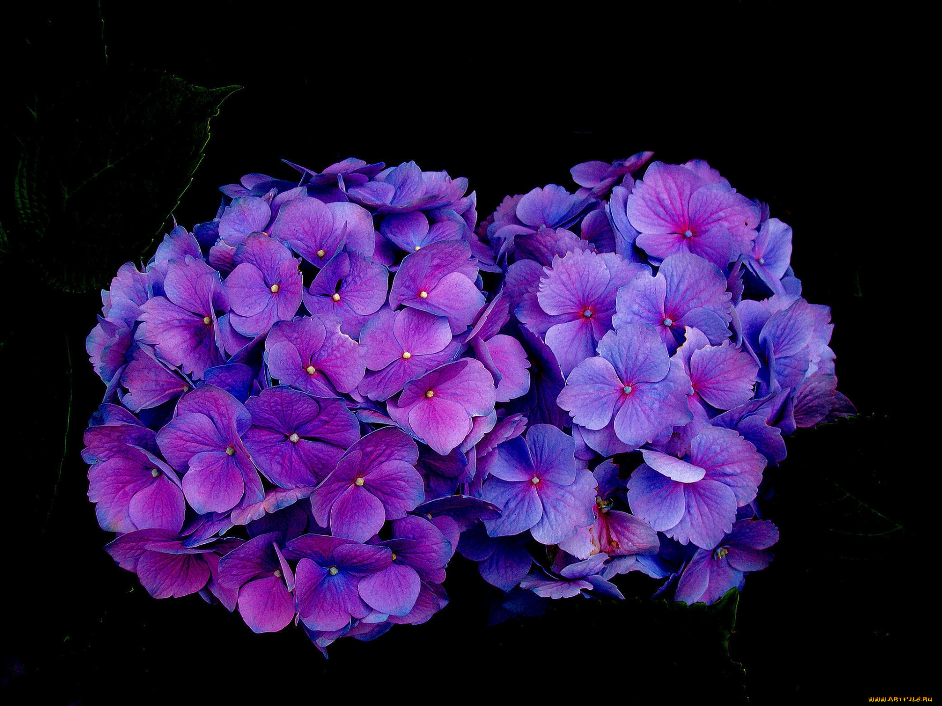 цветы, гортензия, фиолетовая