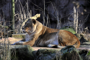 Картинка животные львы животное лев камни