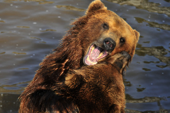 Картинка животные медведи игра вода