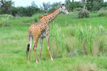 Картинка животные жирафы трава жираф животное