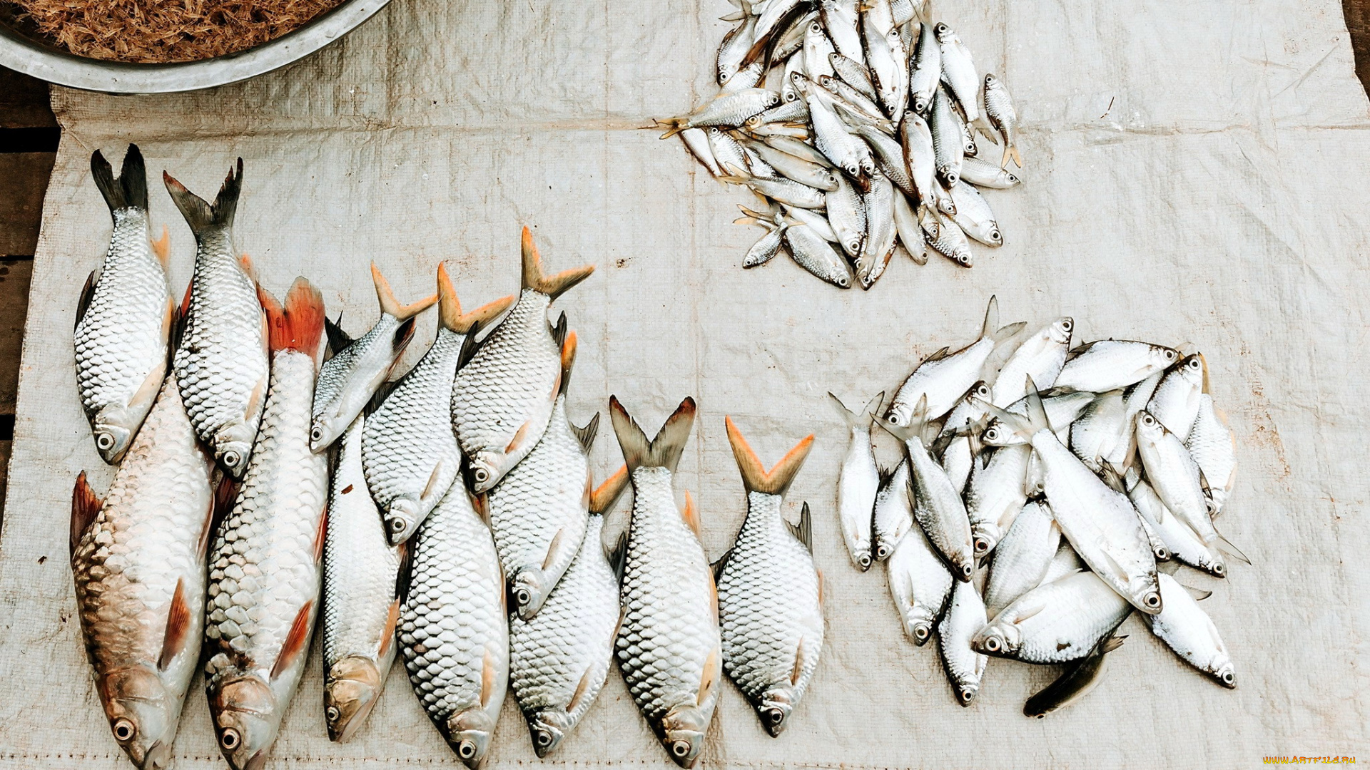 еда, рыба, , морепродукты, , суши, , роллы, улов, свежая