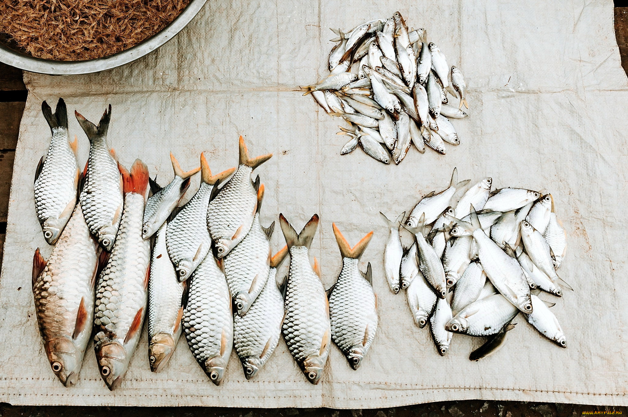еда, рыба, , морепродукты, , суши, , роллы, улов, свежая