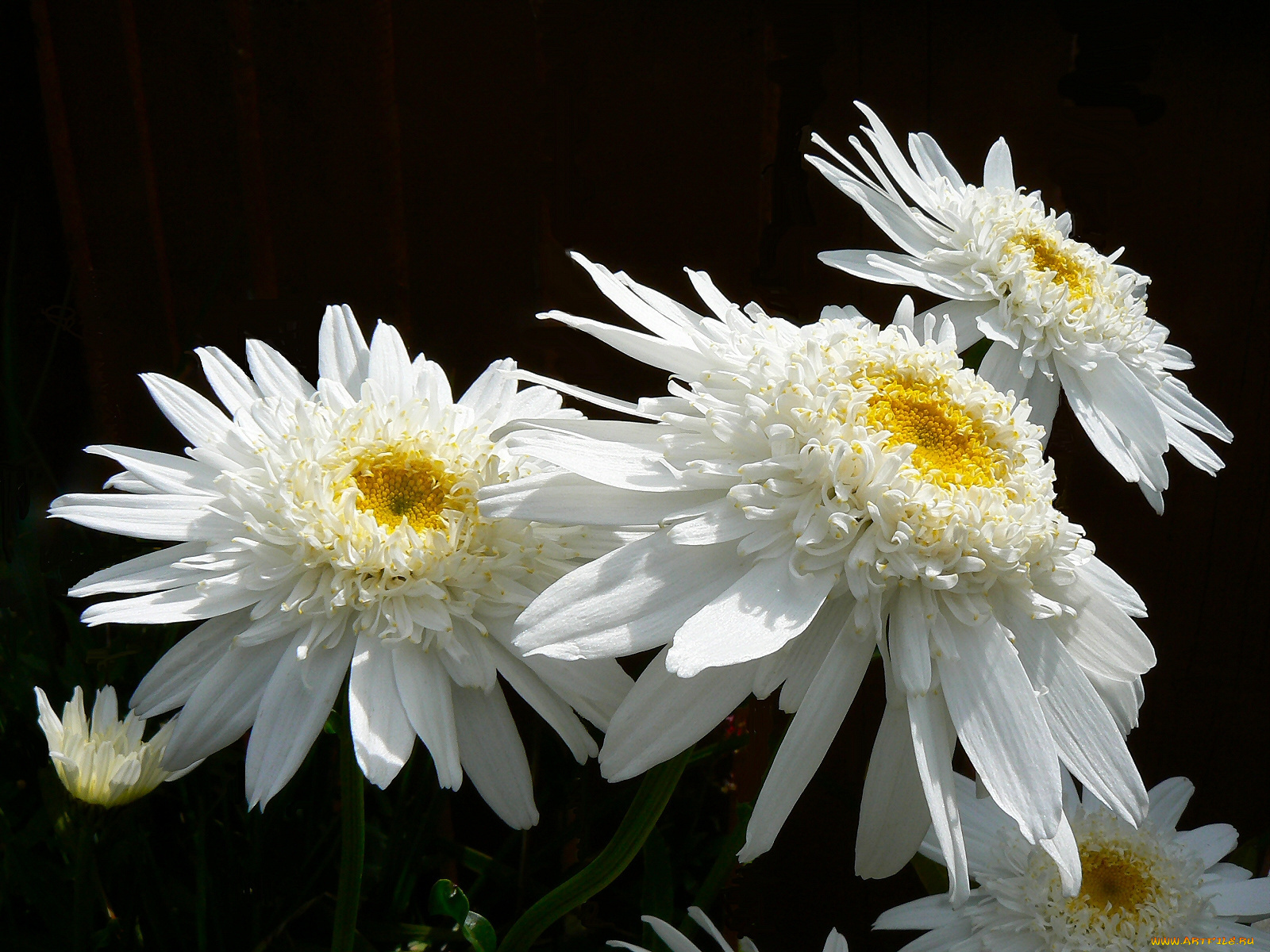 цветы, хризантемы, белые