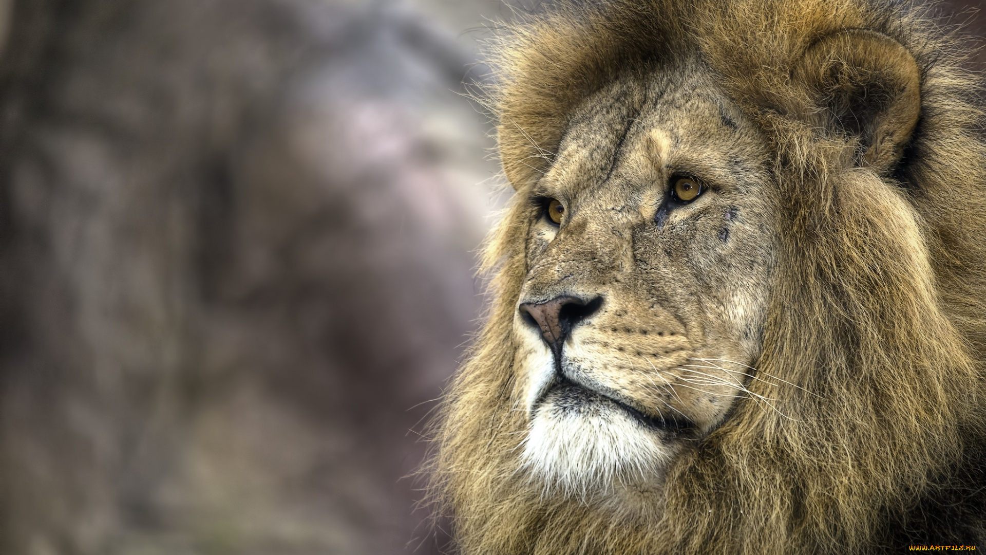 животные, львы, портрет, царь