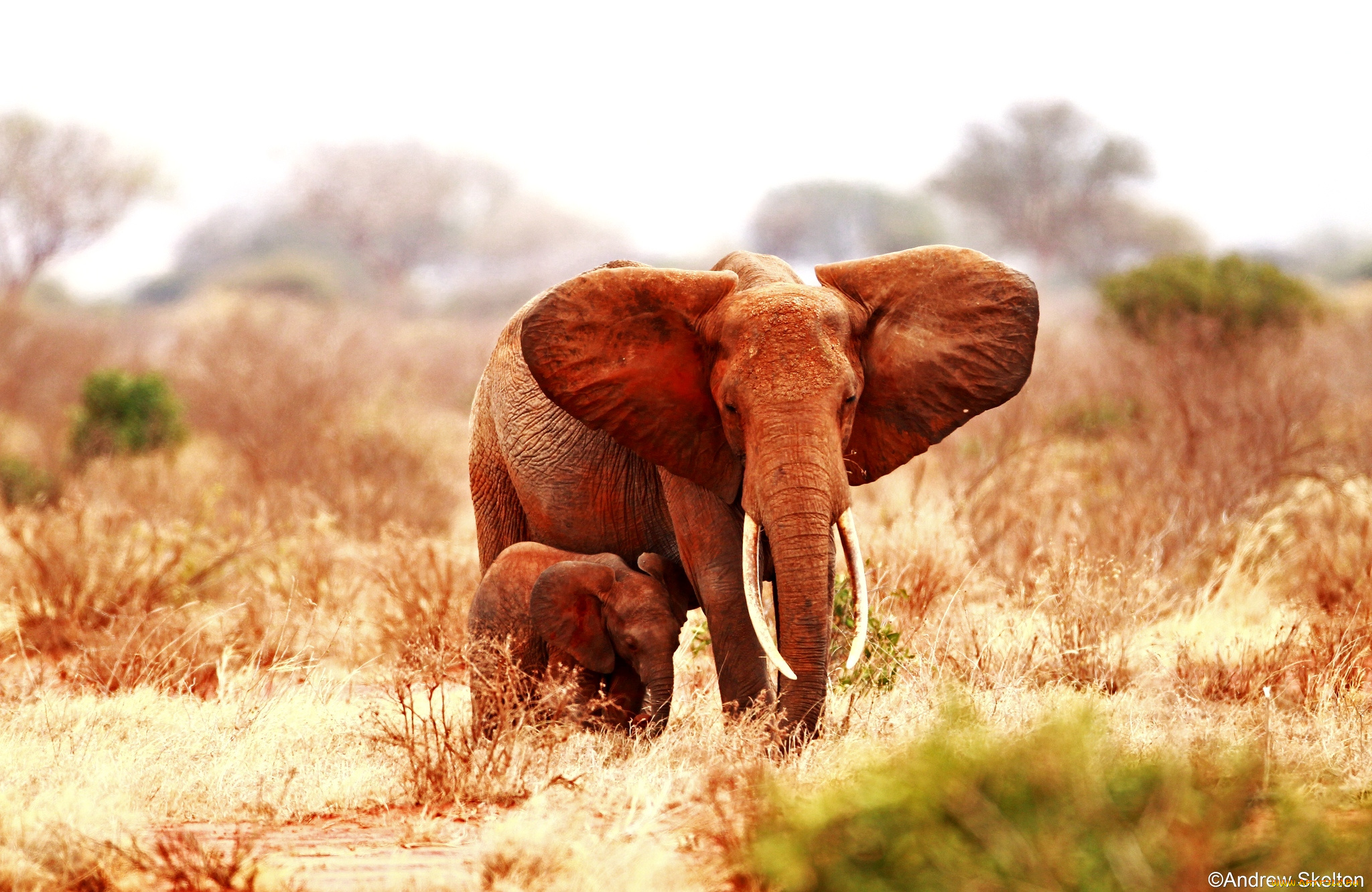 животные, слоны, мама, малыш