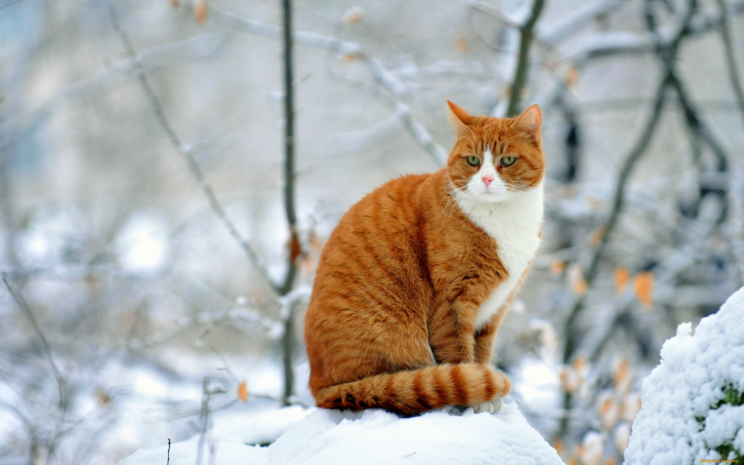 животные, коты, кошка, рыжая, зима