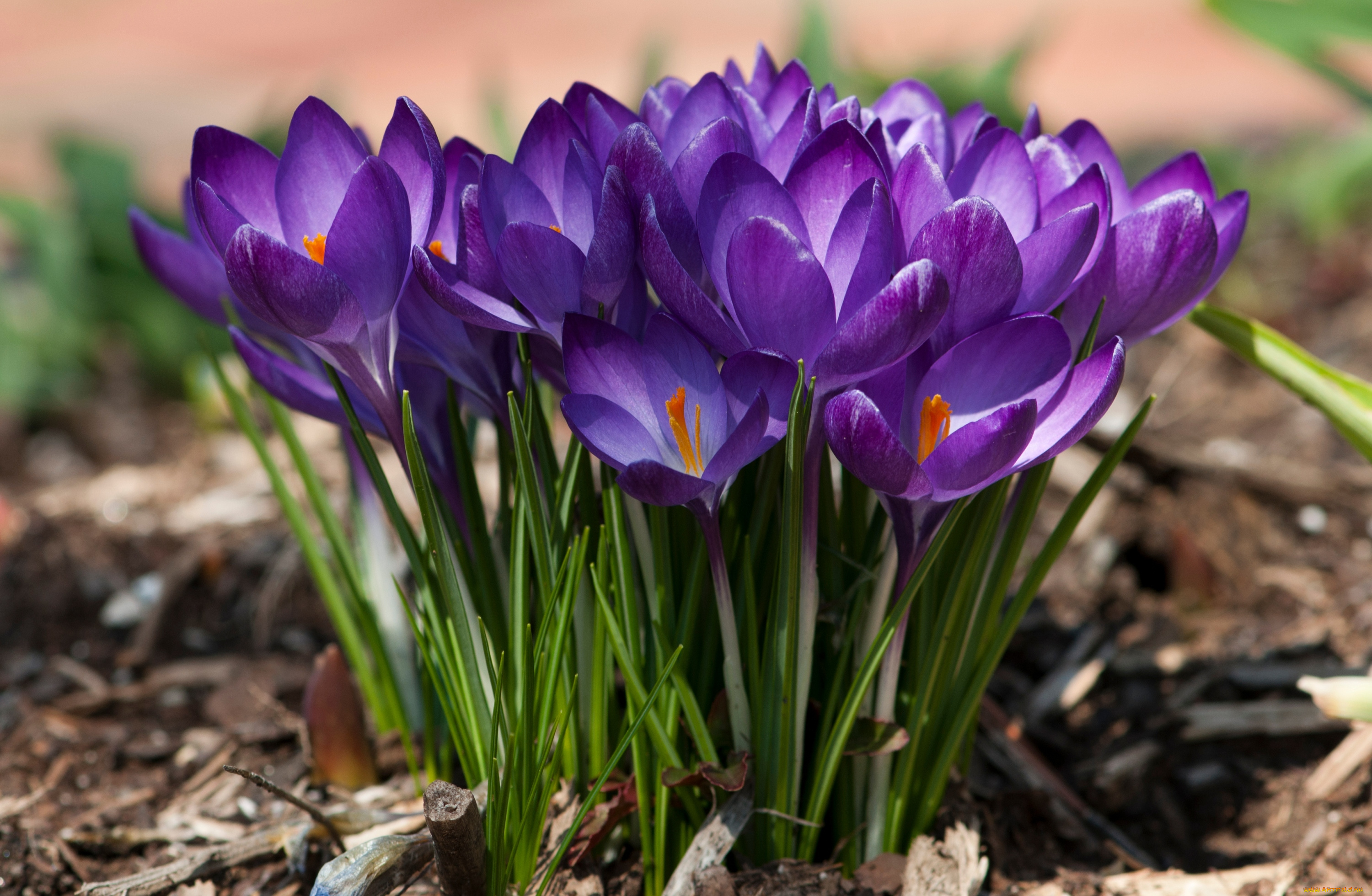цветы, крокусы, фиолетовый, весна