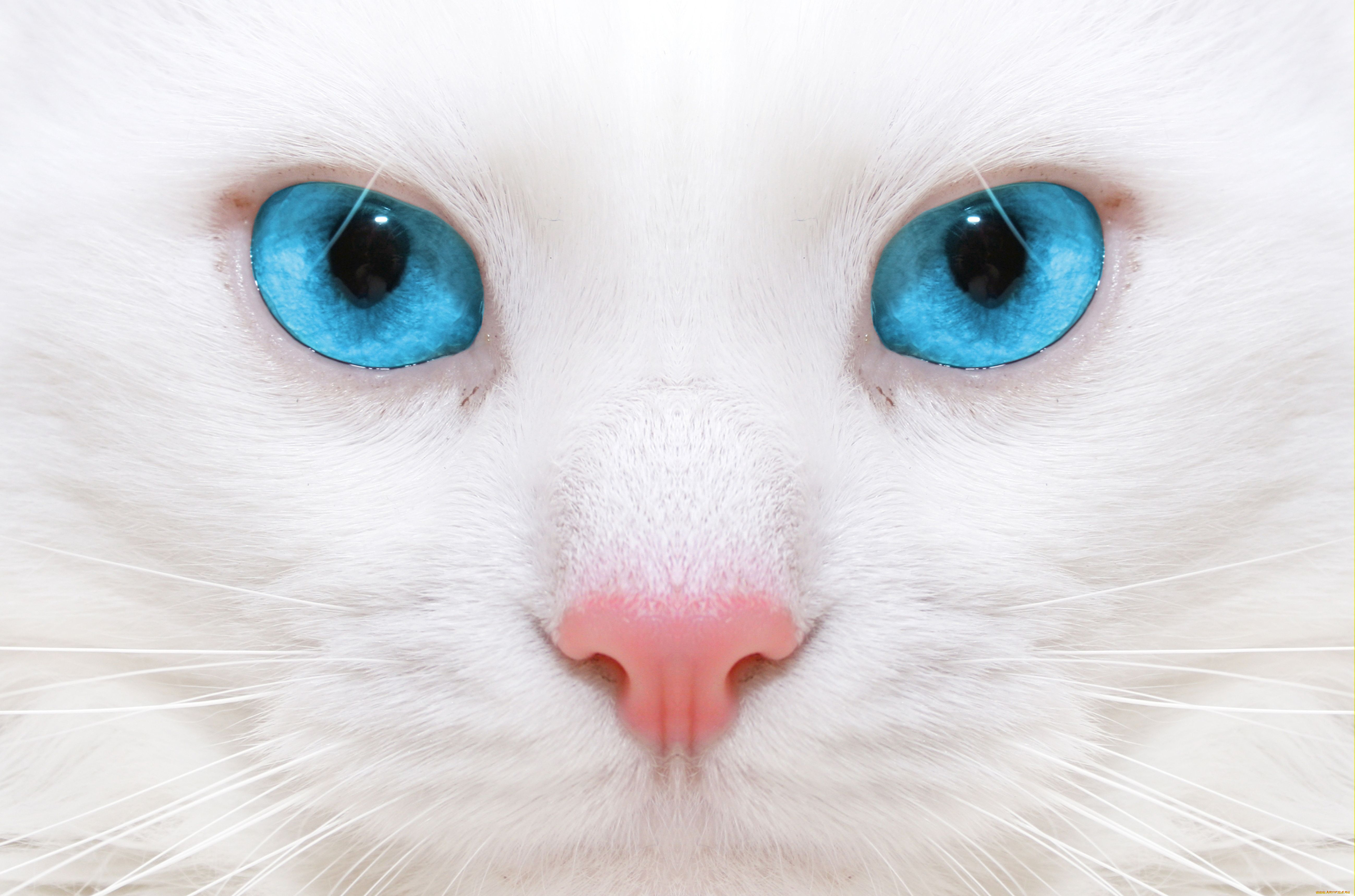 животные, коты, нос, мордочка, глаза