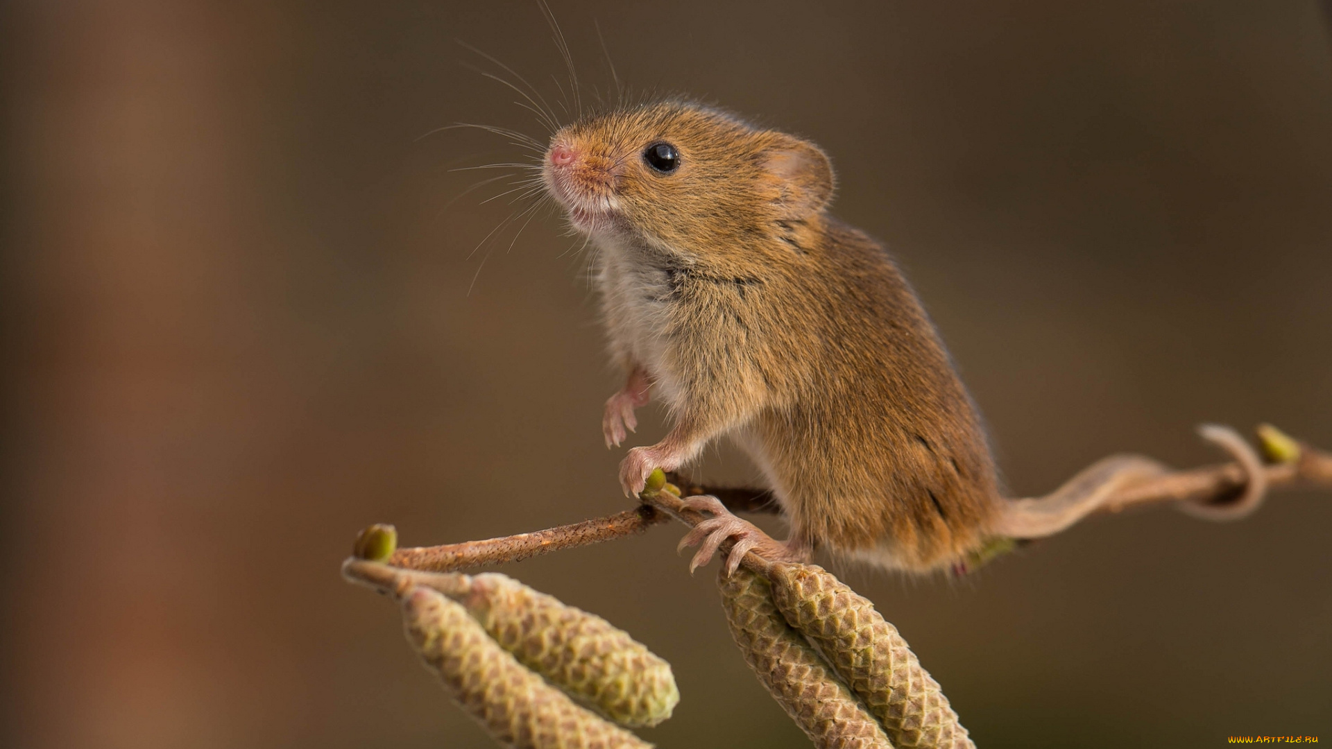 животные, крысы, , мыши, мышь-малютка, harvest, mouse, серёжки, ветка, грызун, мышка