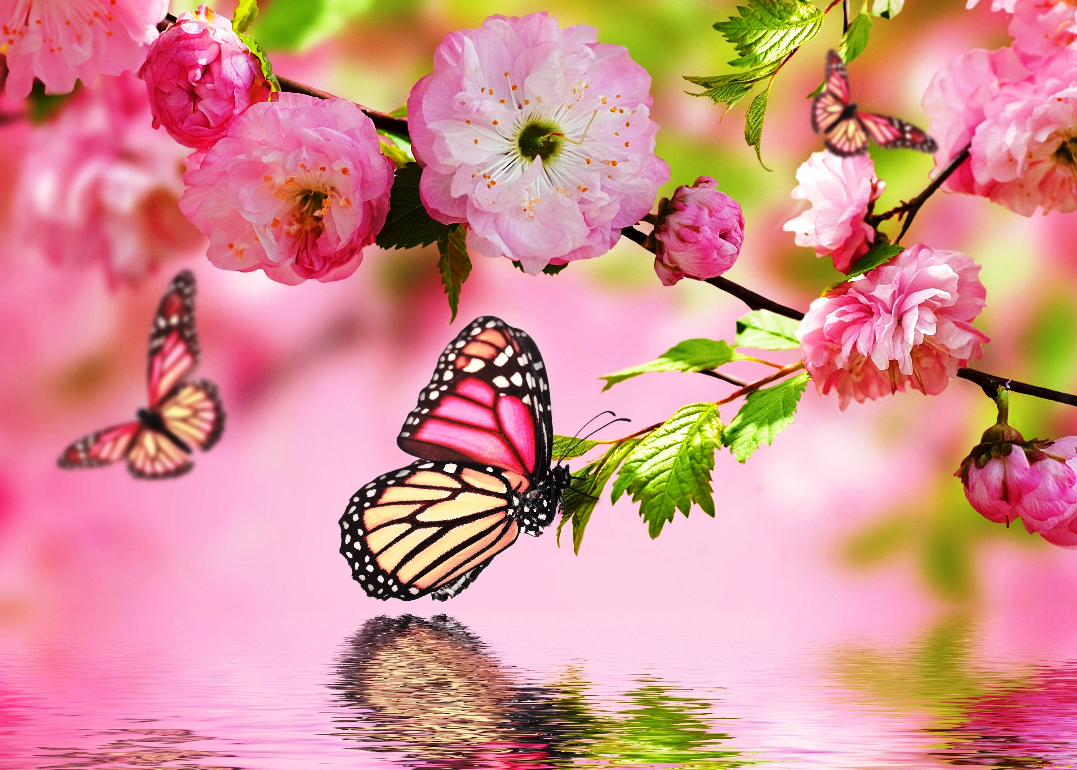 животные, бабочки, , мотыльки, , моли, сакура, весна, ветка, вода, цветение