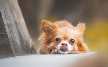 Картинка животные собаки чихуахуа взгляд собачонка мордочка язык