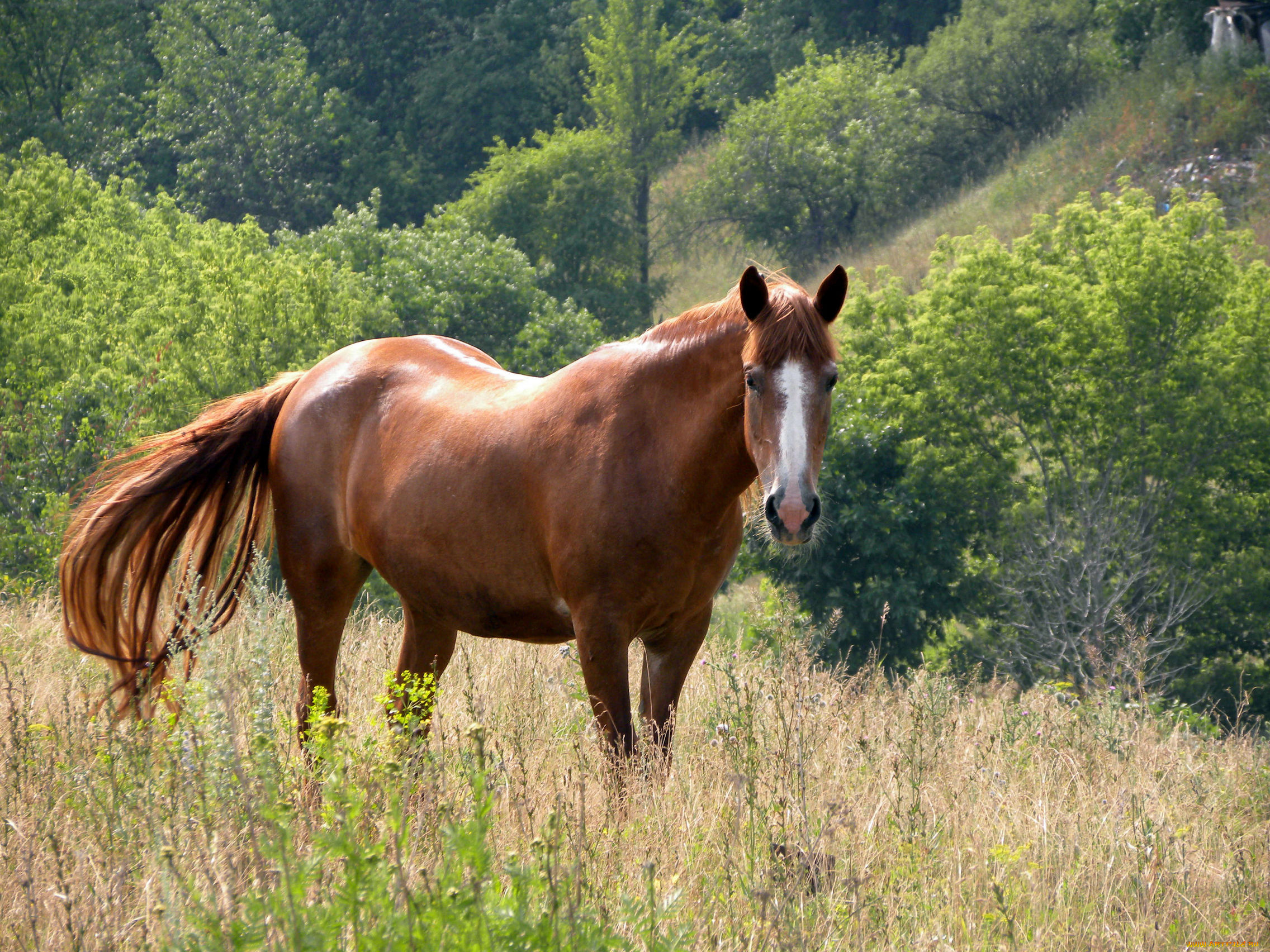 животные, лошади, трава, деревья, конь