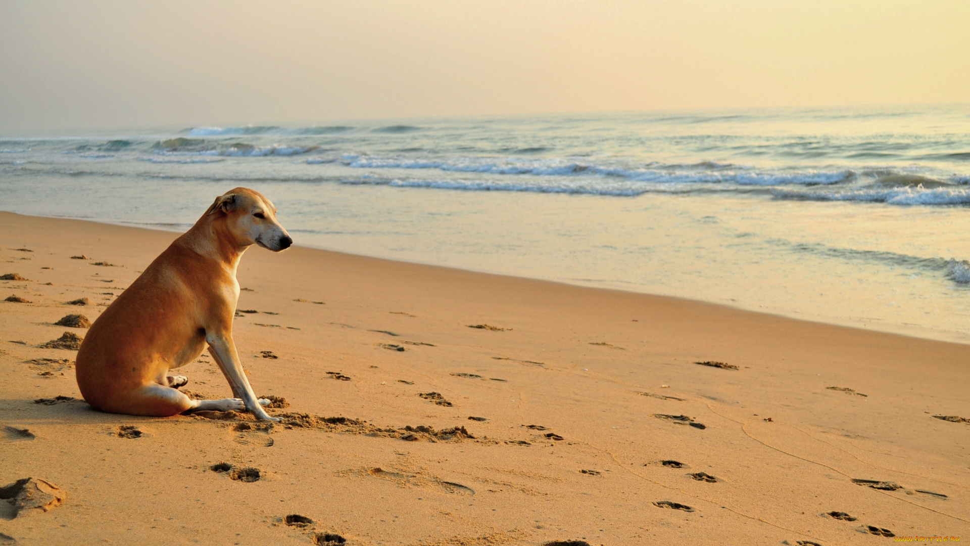 животные, собаки, пляж, следы, собака, песок, волны, море
