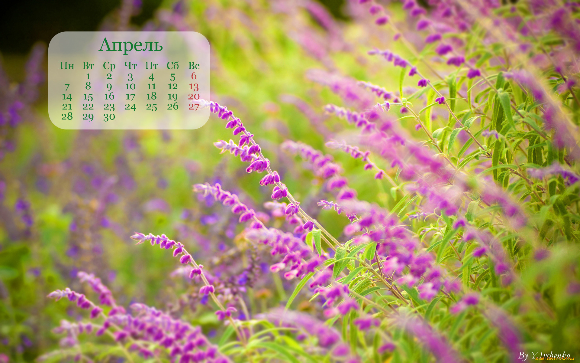 календари, цветы, апрель