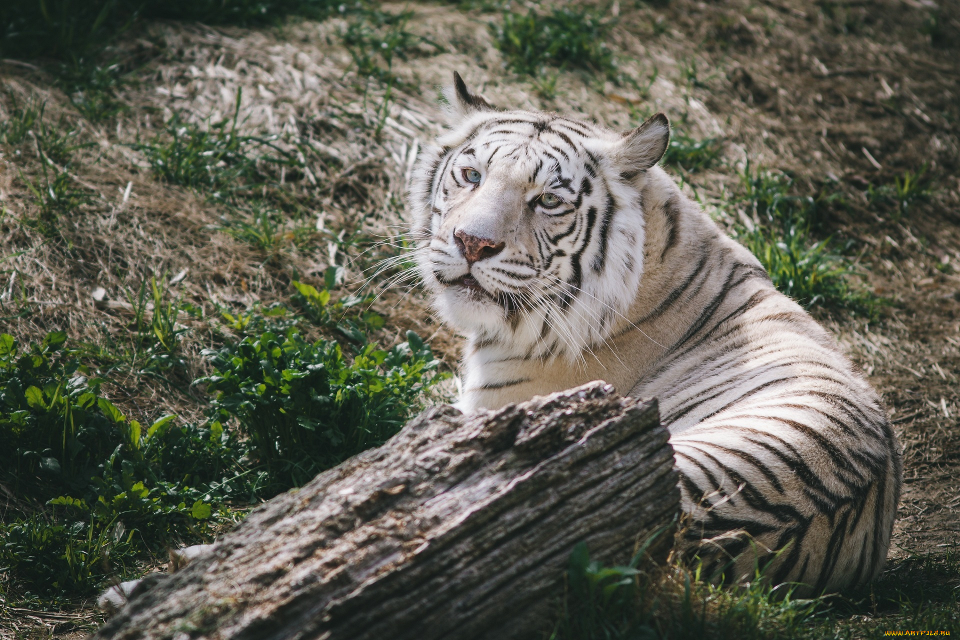 животные, тигры, белый, отдых, полосы, морда, кошка