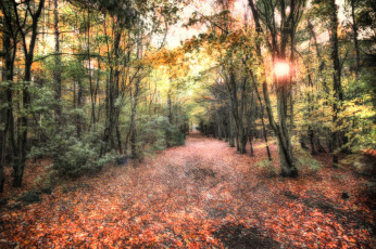 обоя природа, лес, осень, свет, листва