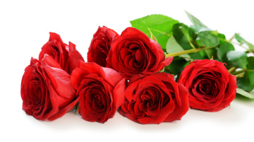 Картинка цветы розы лепестки красные