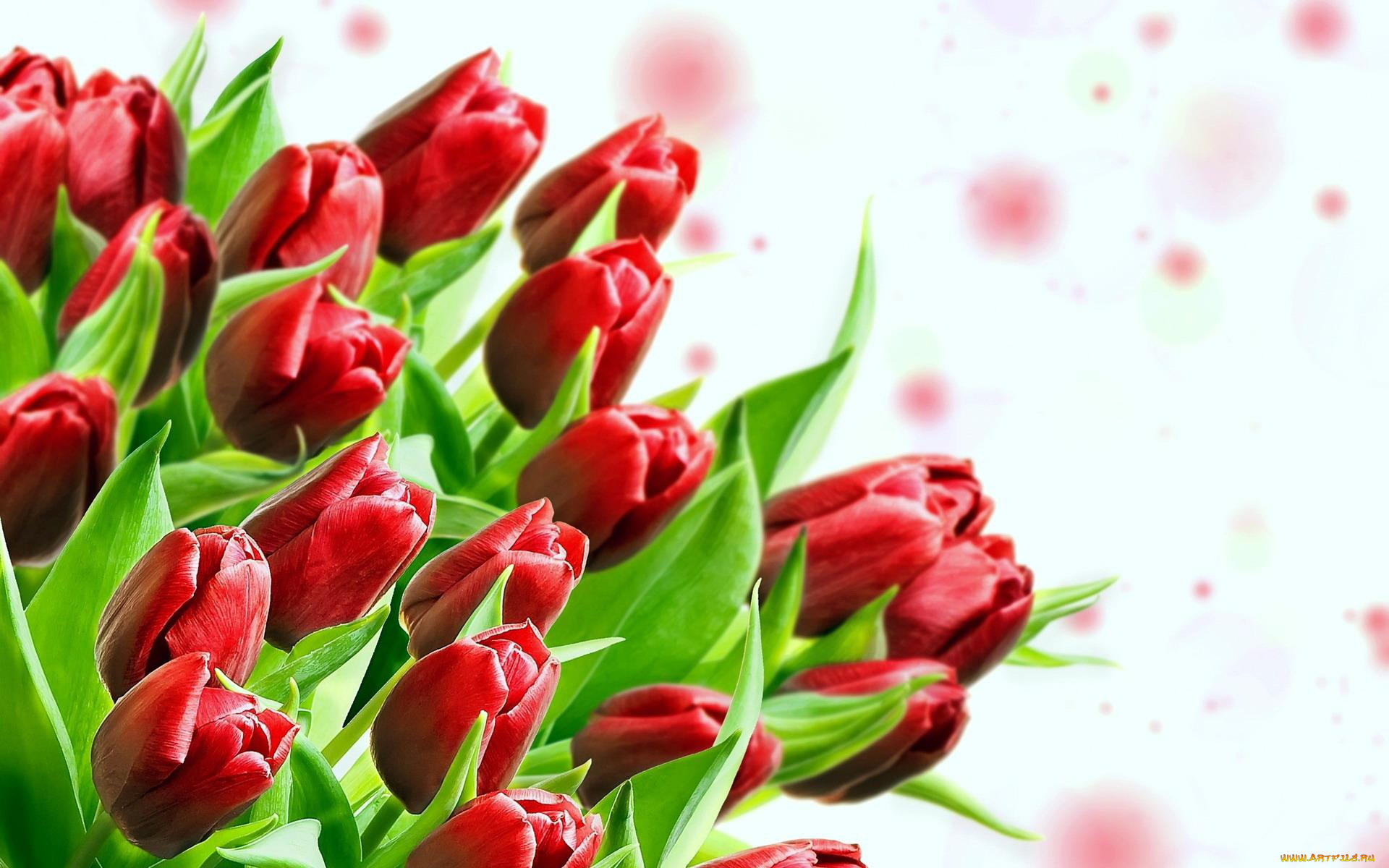 цветы, тюльпаны, букет, красные