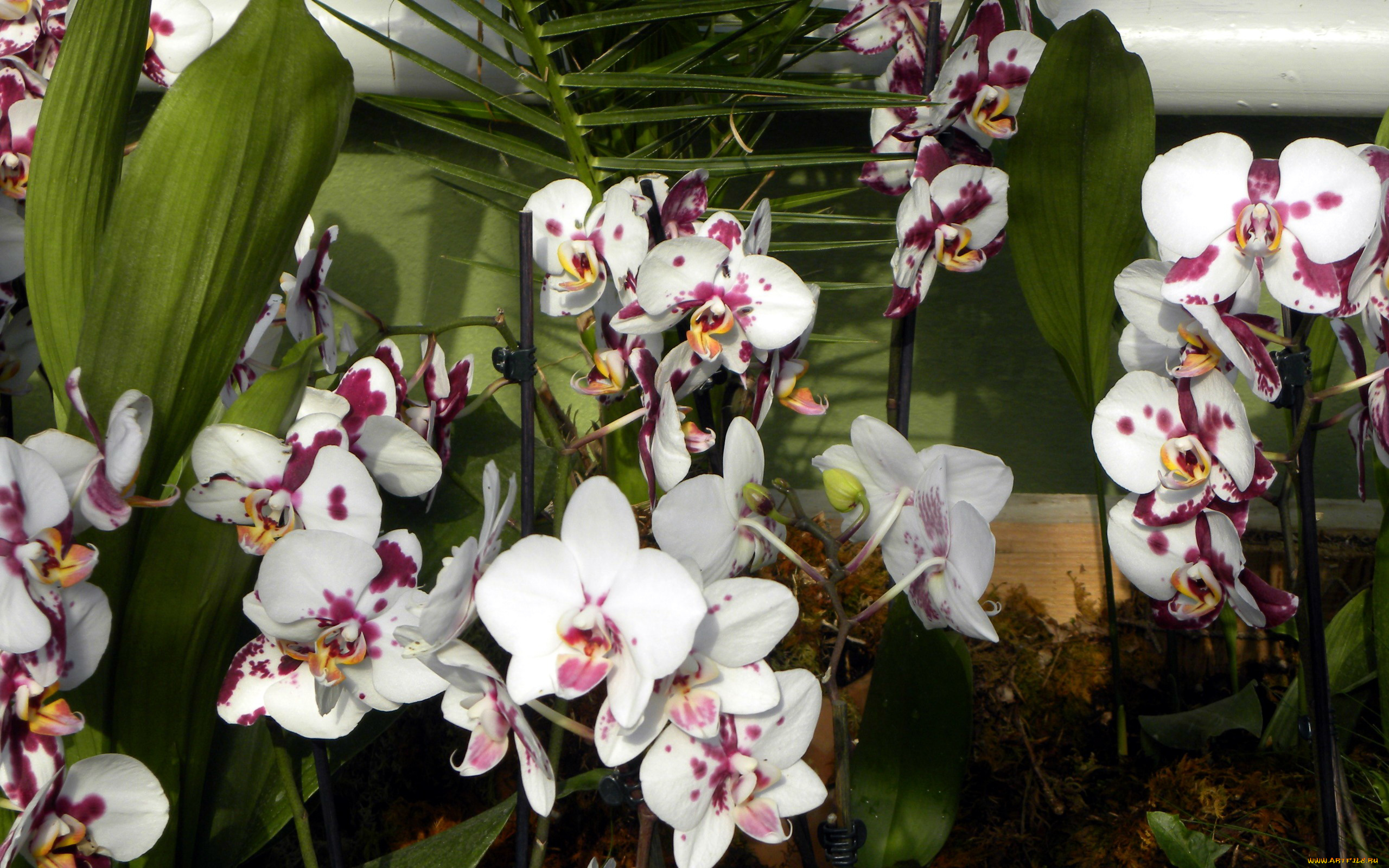 цветы, орхидеи, пестрые