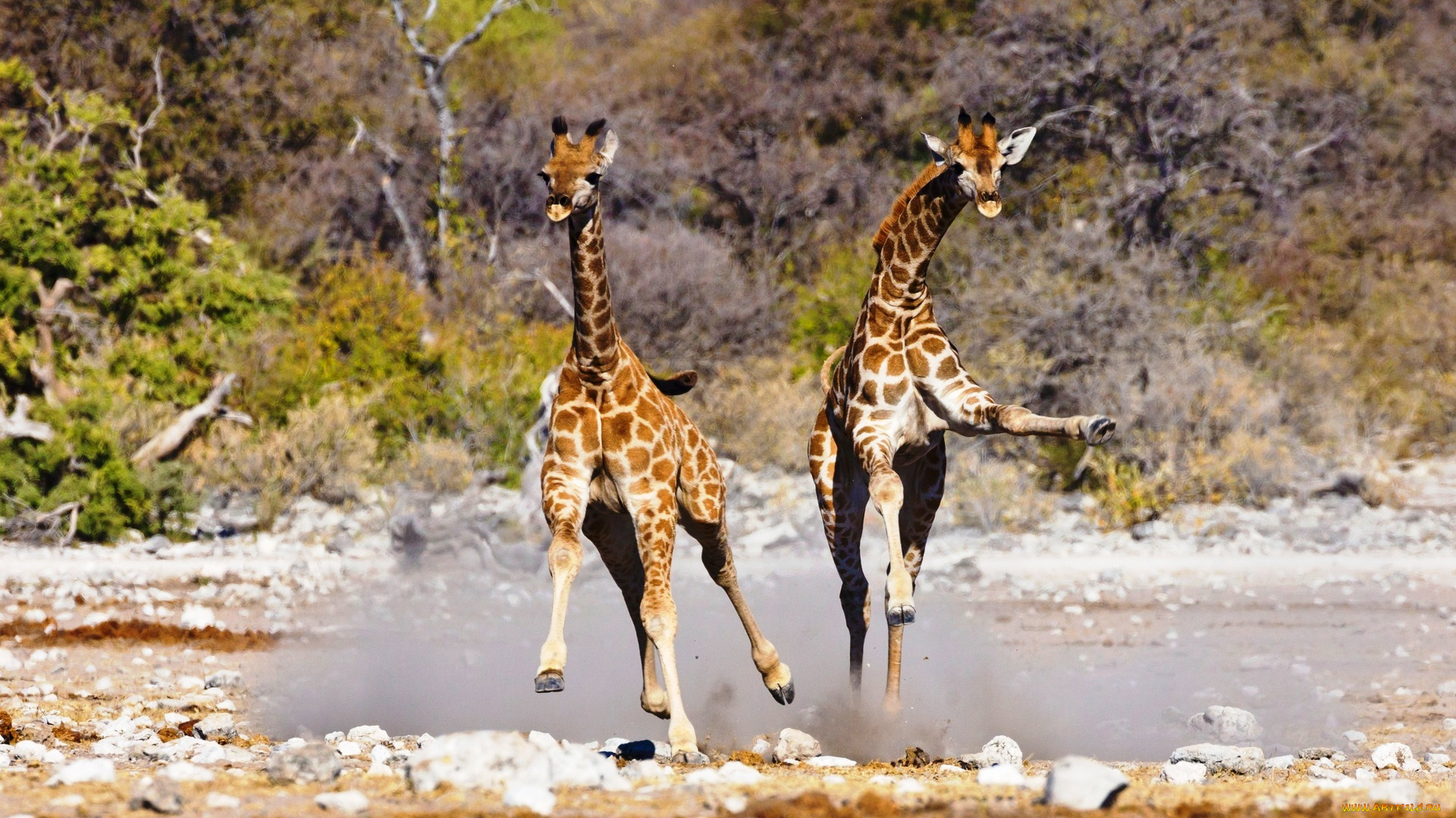 животные, жирафы, детеныши, африка, игра