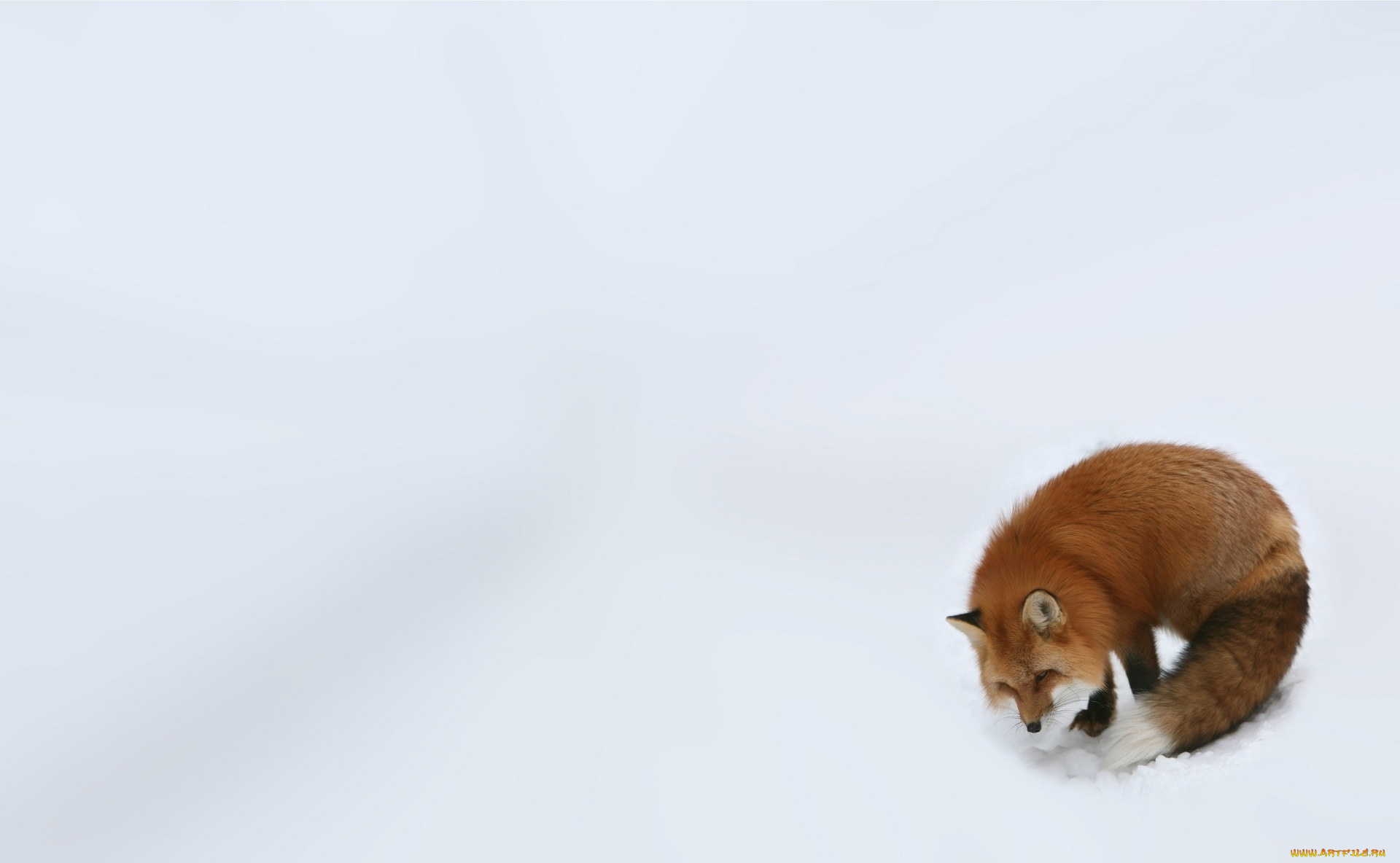 животные, лисы, снег, лиса