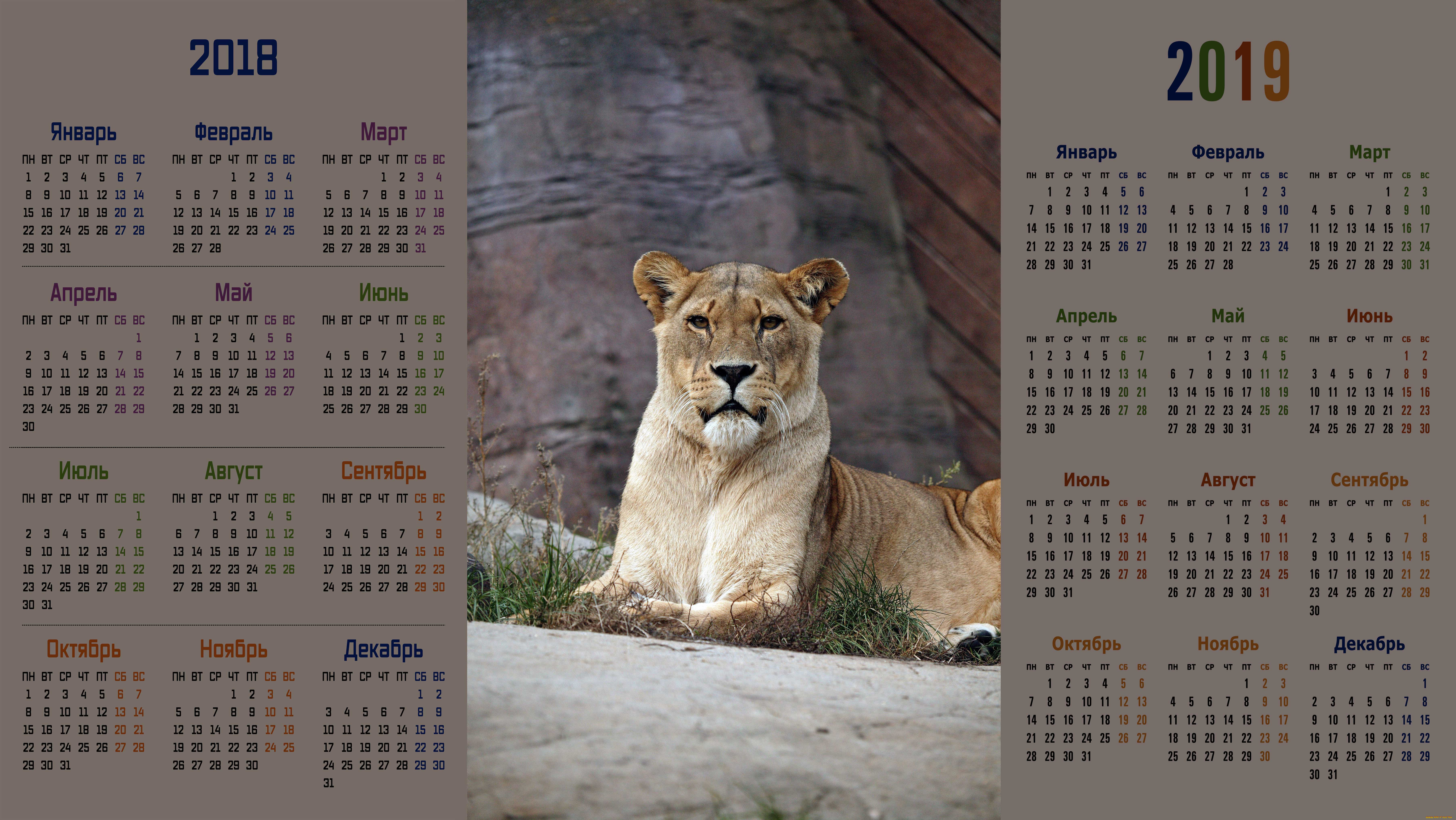 календари, животные, взгляд, лев