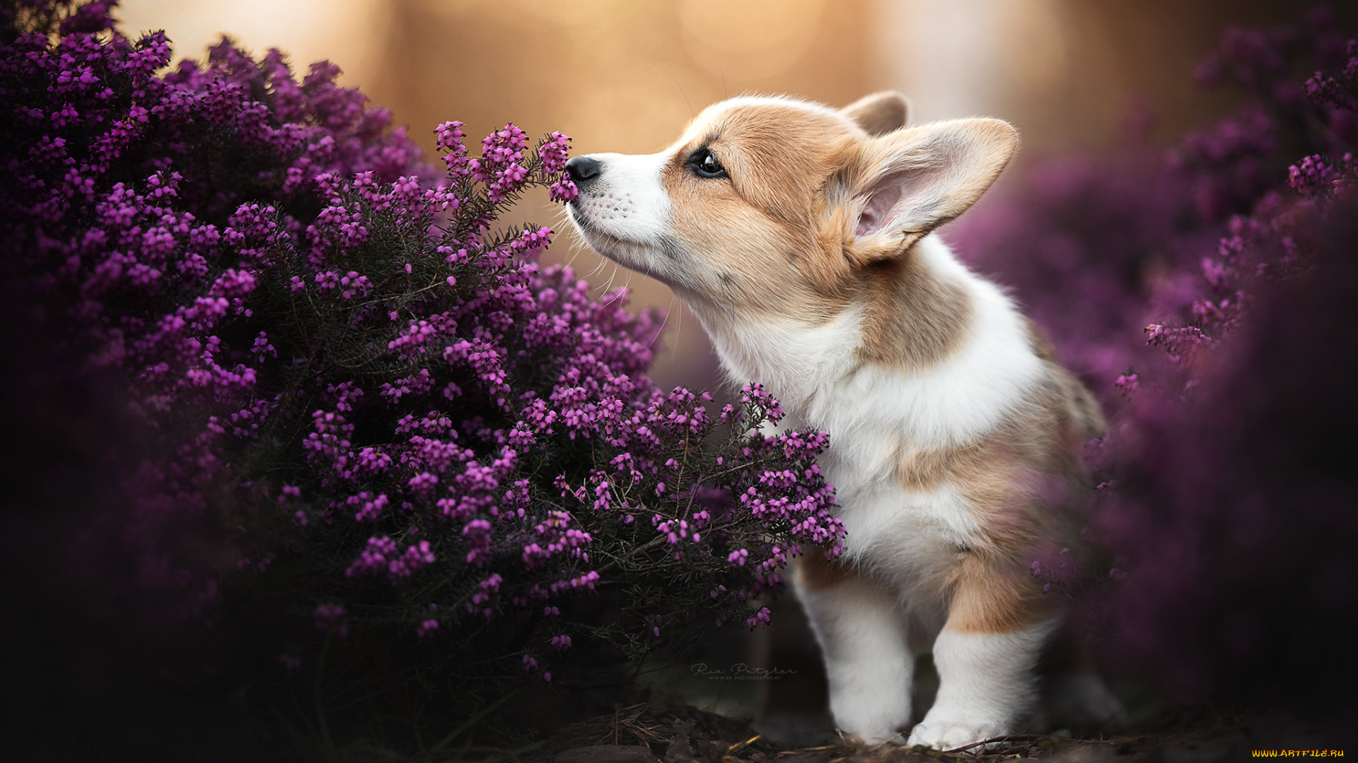 животные, собаки, щенок, собака, цветы, природа