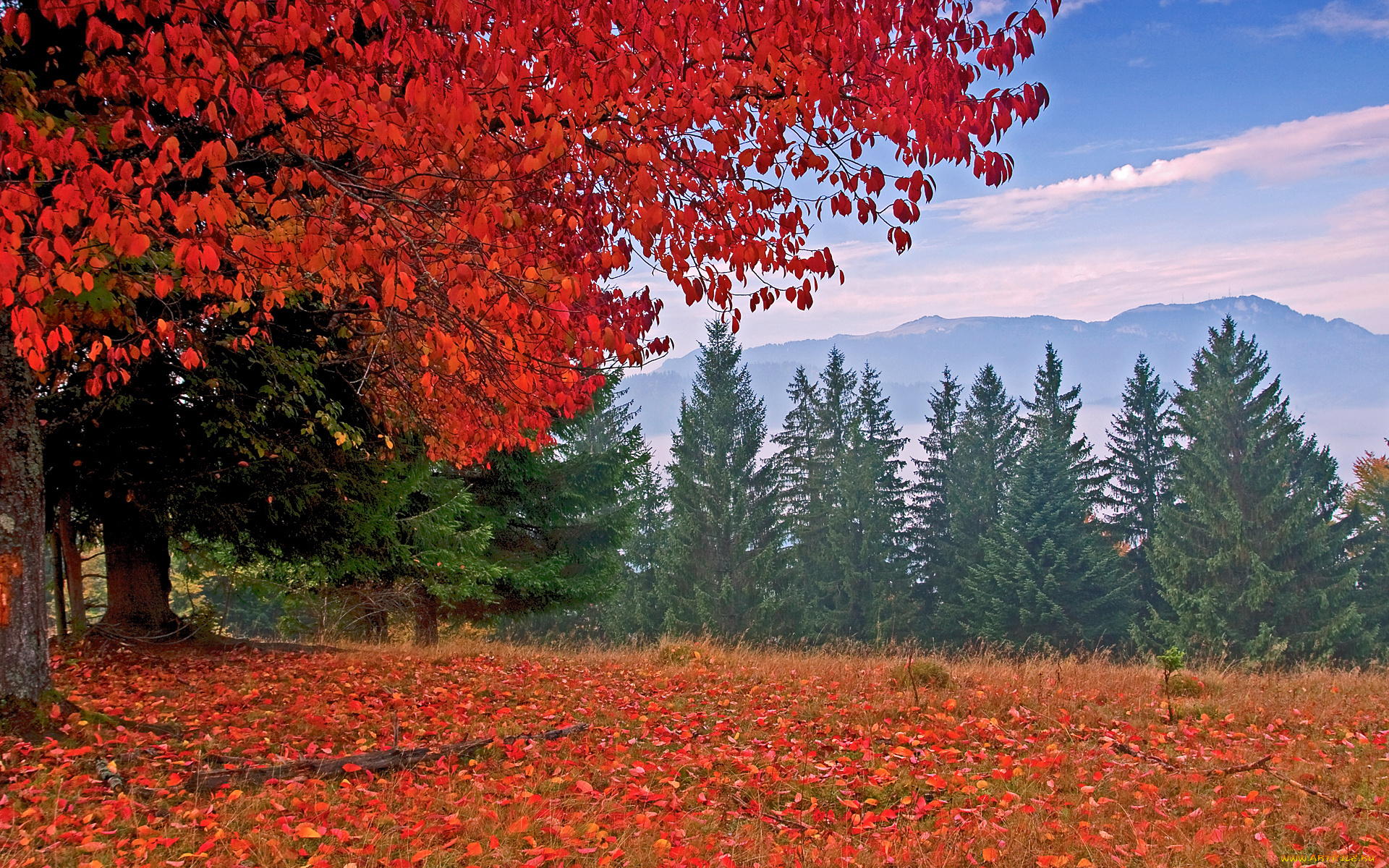 природа, деревья, осень, ели, листья, горы