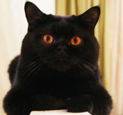 Картинка животные коты британец чёрный кот
