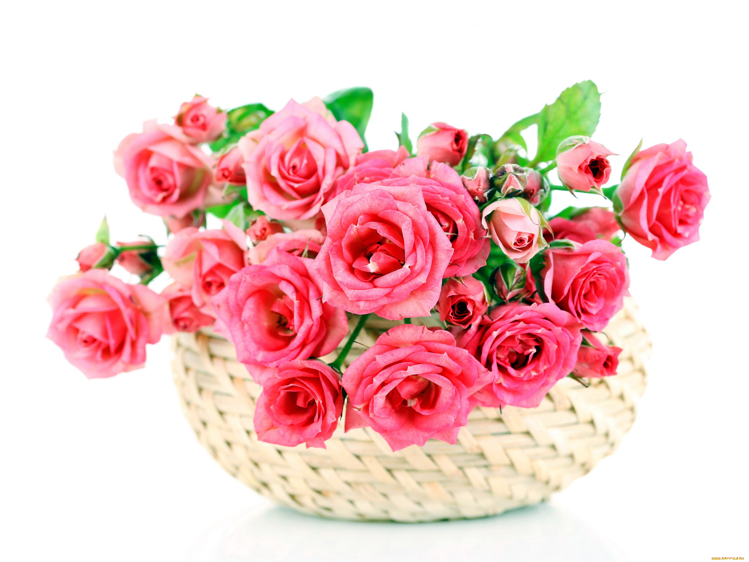 цветы, розы, корзинка, розовый