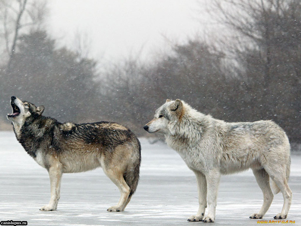 животные, волки