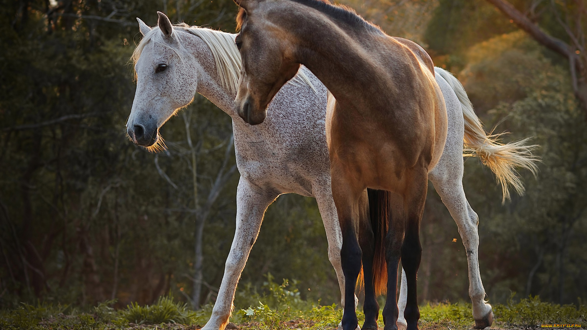 животные, лошади, пара, красота