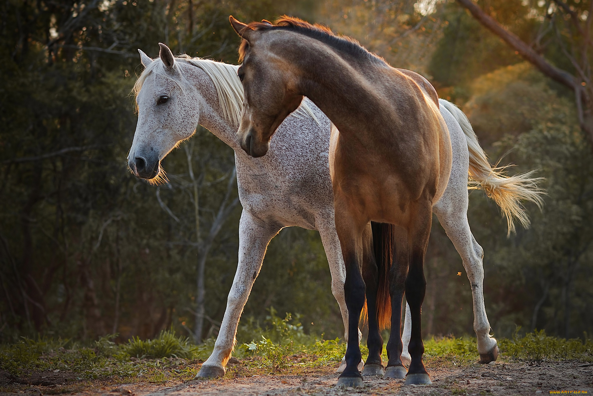 животные, лошади, пара, красота